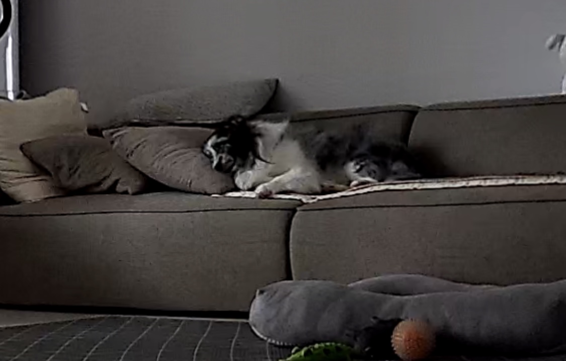 고양시불법번식장구조견 장수(니콜)이 잘지내고있어요 : )