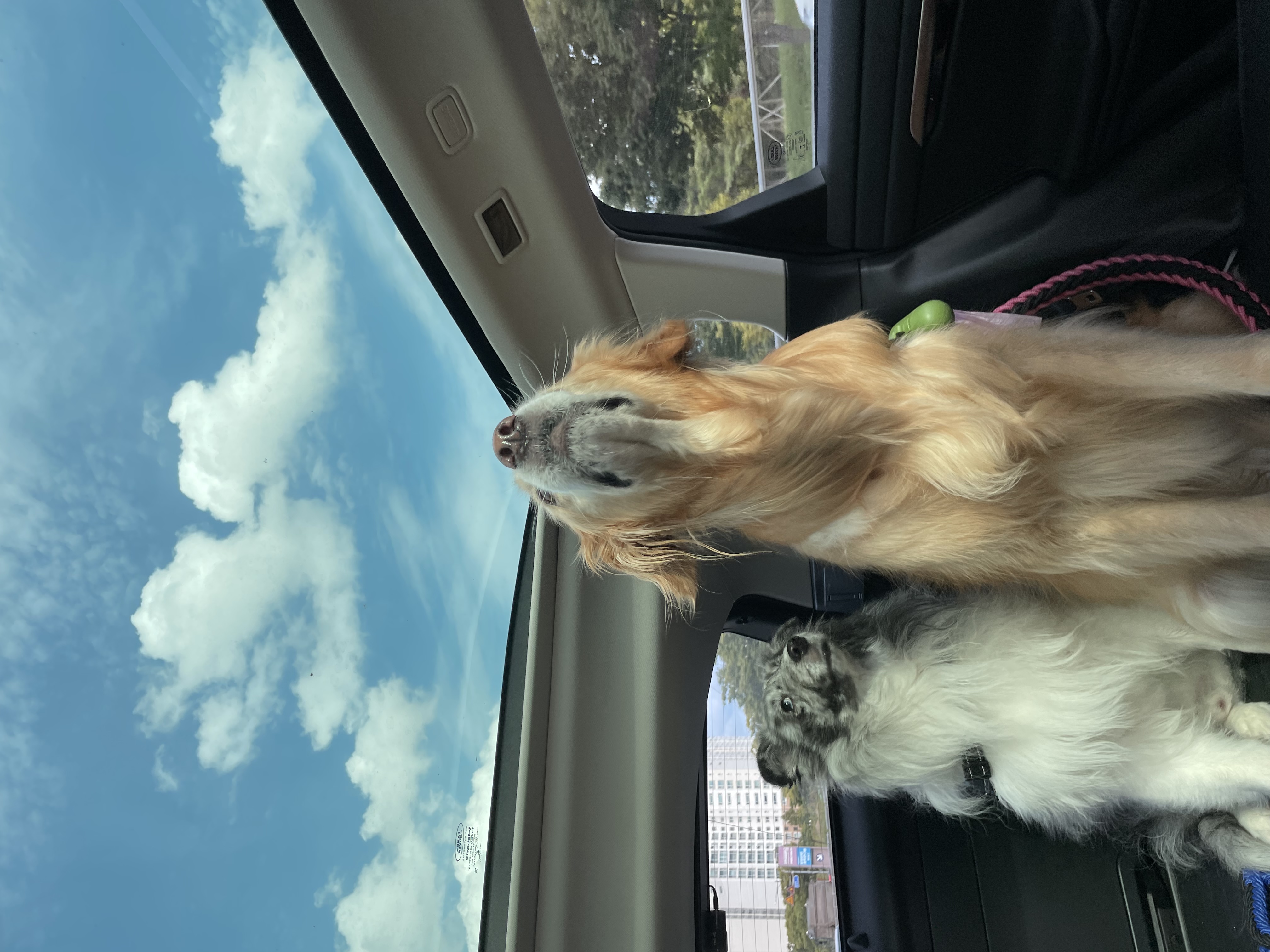 고양시불법번식장구조견 장수(니콜)이 잘지내고있어요 : )