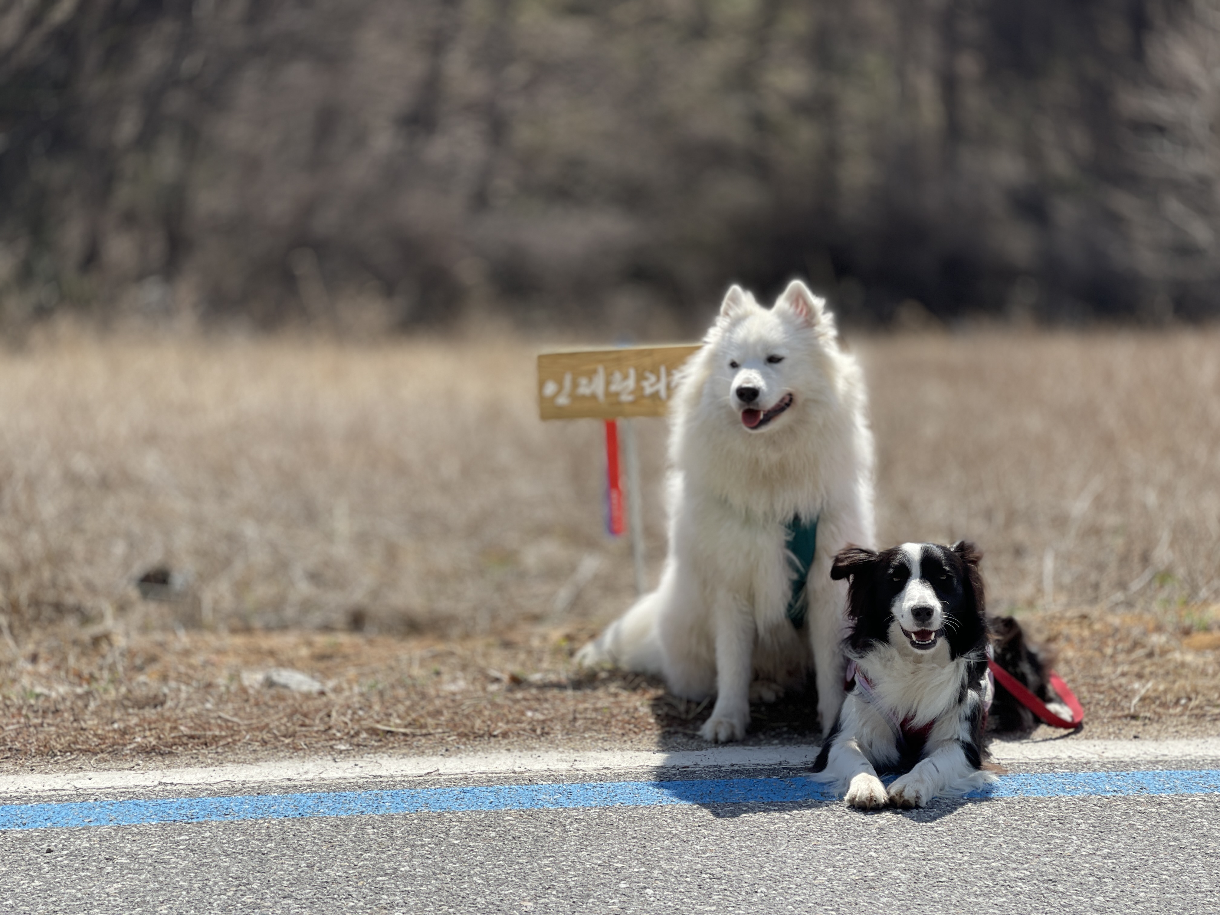 고양시불법번식장구조견 바다이야기, 1년하고도 4개월째