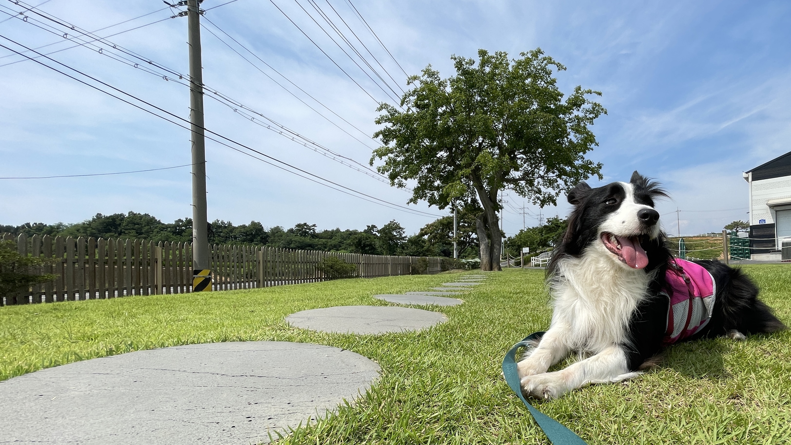 고양시불법번식장구조견 바다이야기, 1년하고도 4개월째