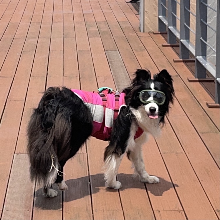 고양시불법번식장구조견 바다이야기, 1년하고도 4개월째