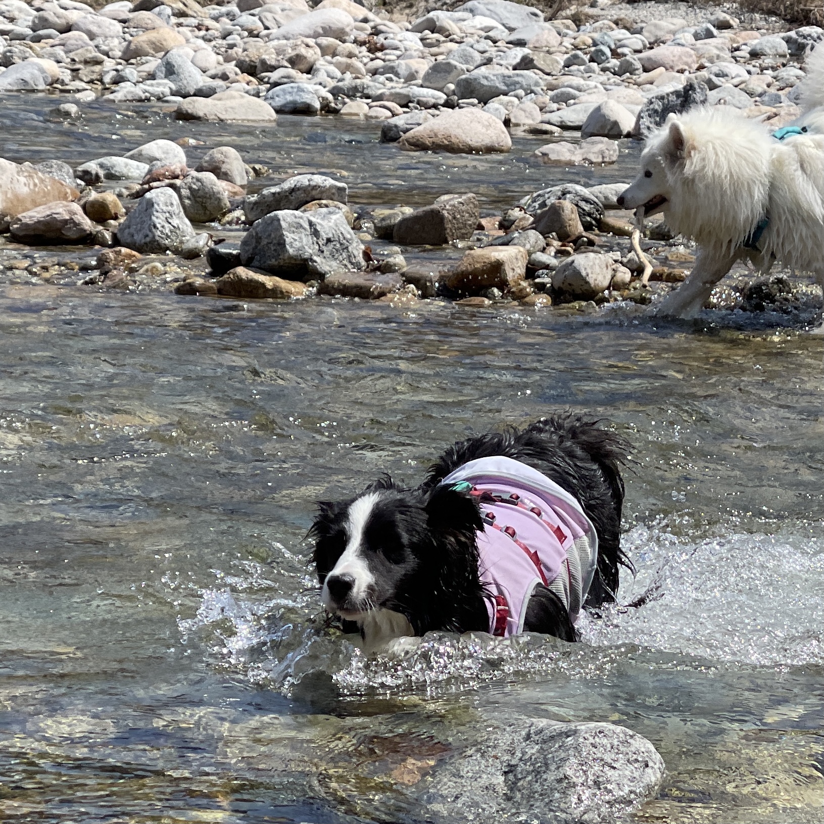 고양시불법번식장구조견 바다이야기, 1년하고도 4개월째
