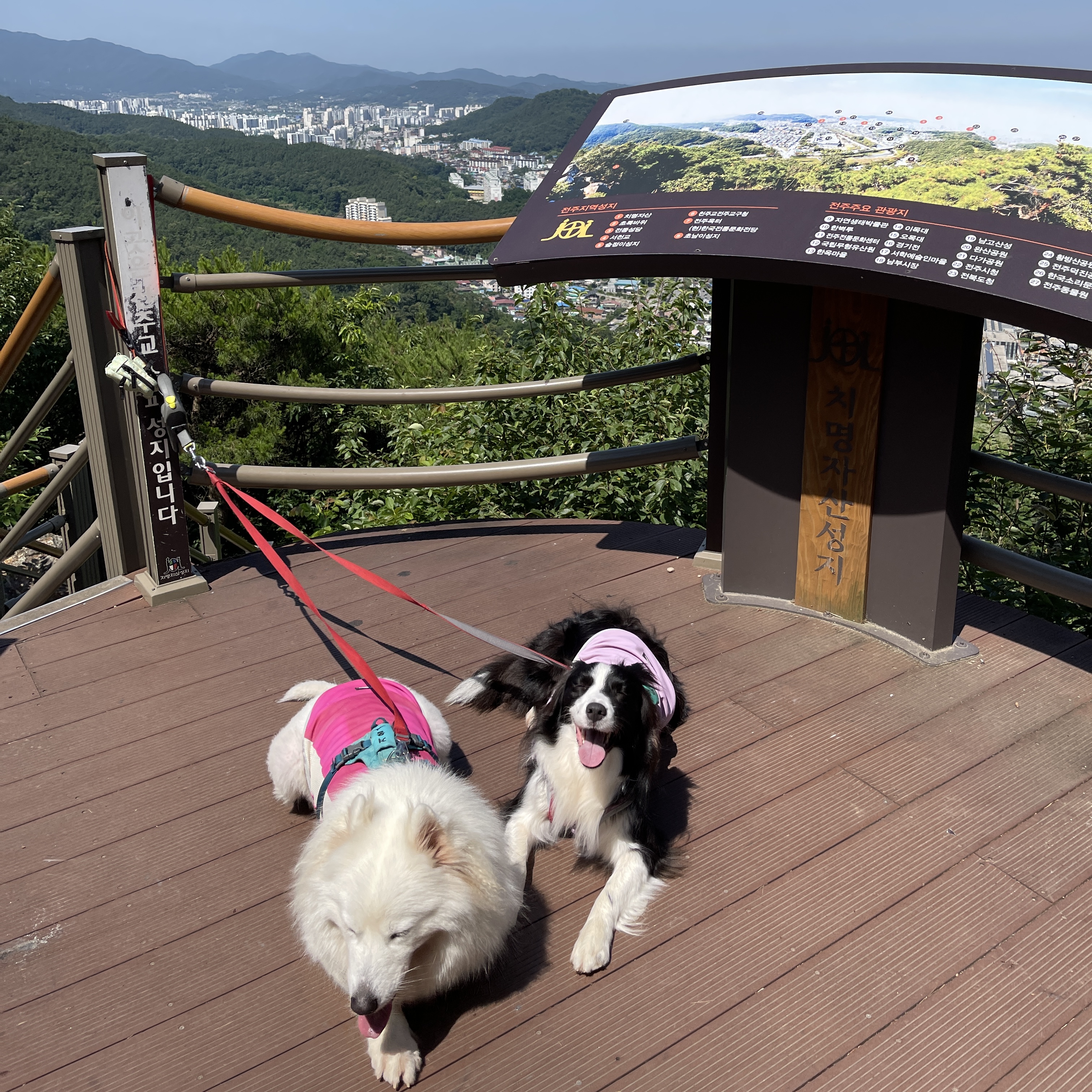 고양시불법번식장구조견 바다이야기, 1년하고도 4개월째