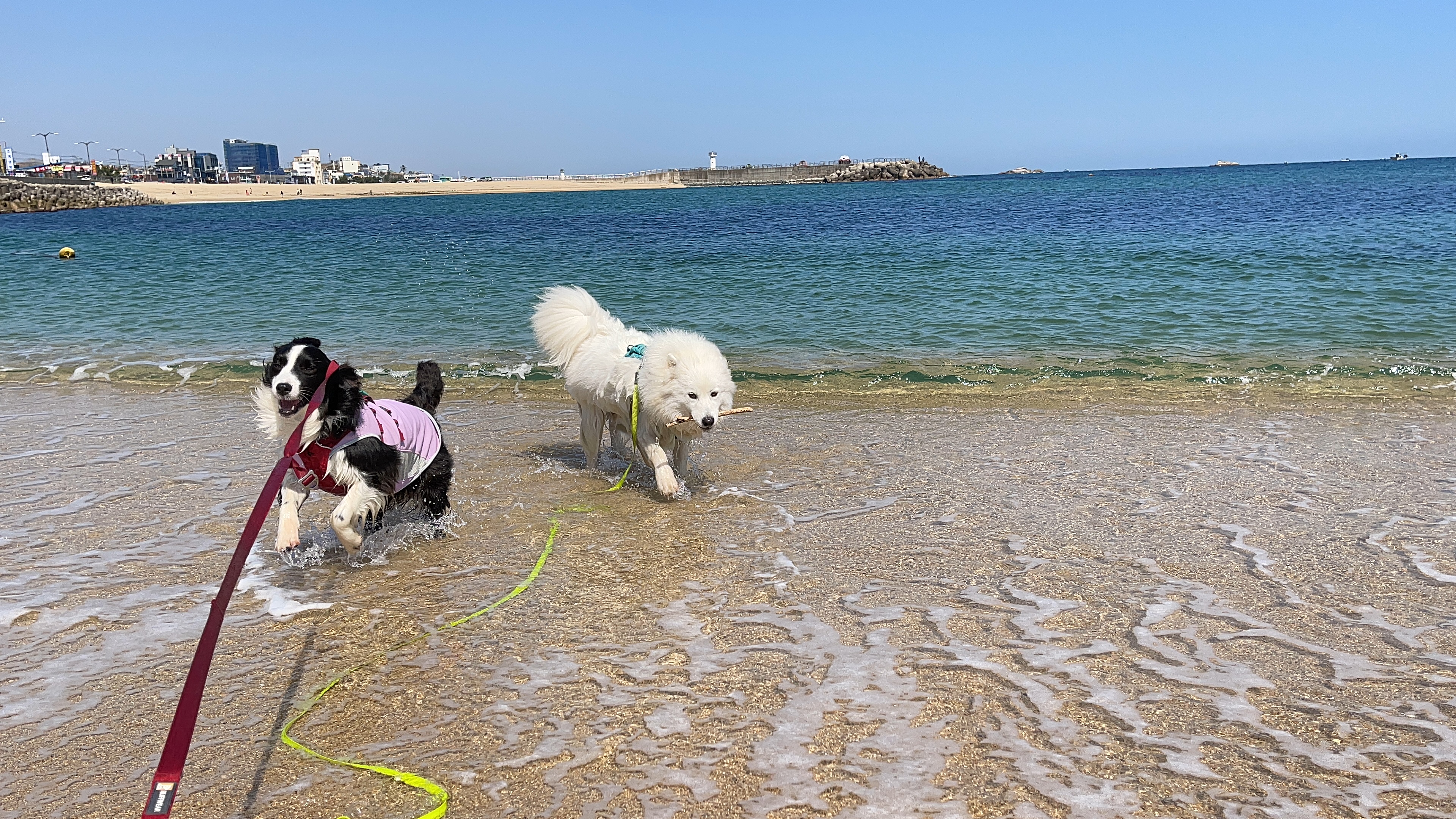 고양시불법번식장구조견 바다이야기, 1년하고도 4개월째