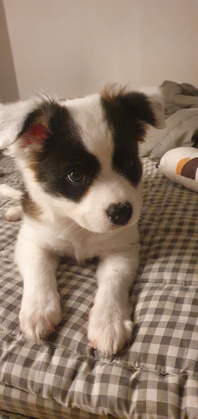 레오(오래) 입양한 지 일주일 됐어요 ㅎㅎ