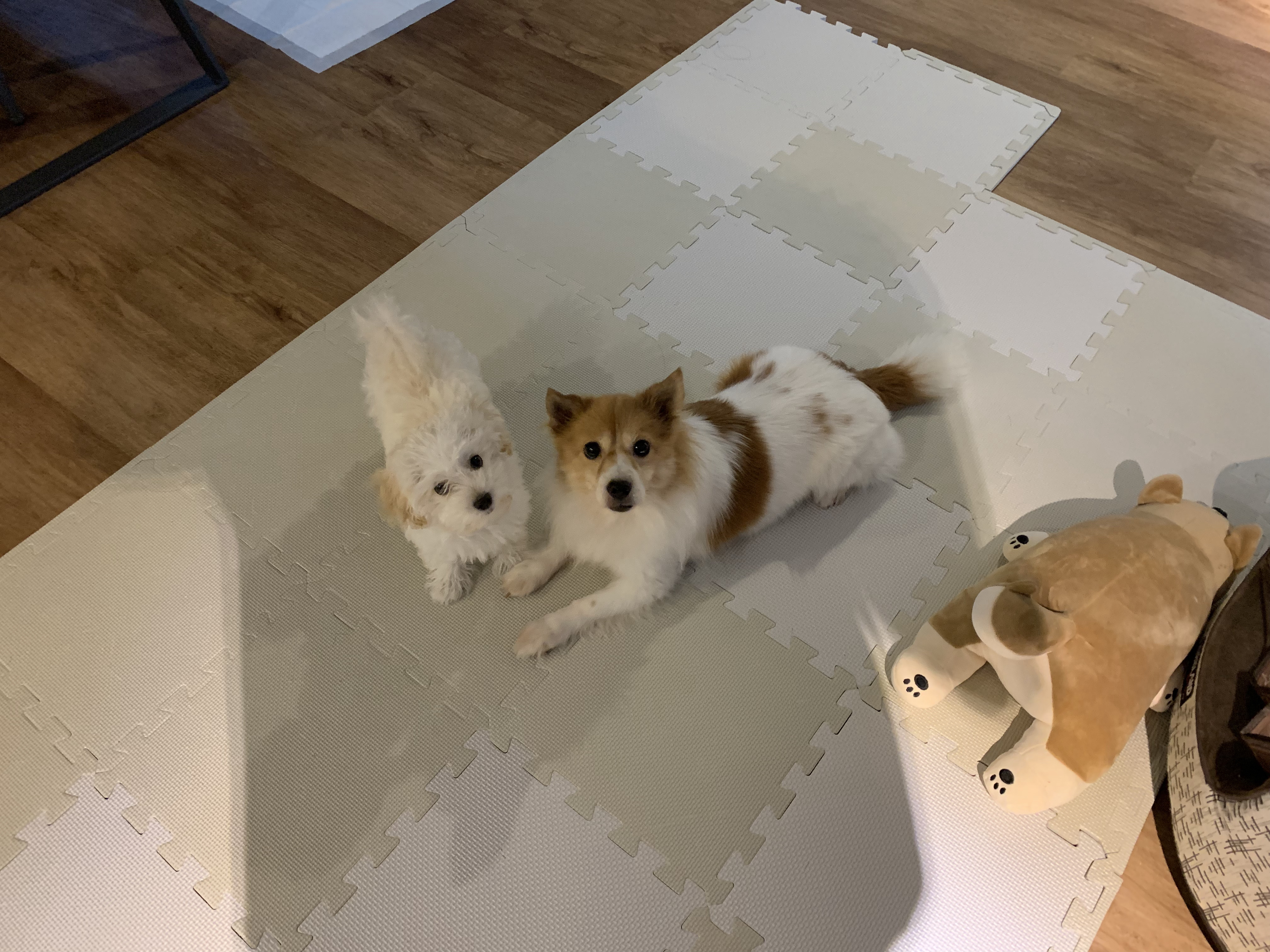 마루(꼬맹이) 입양 4개월째