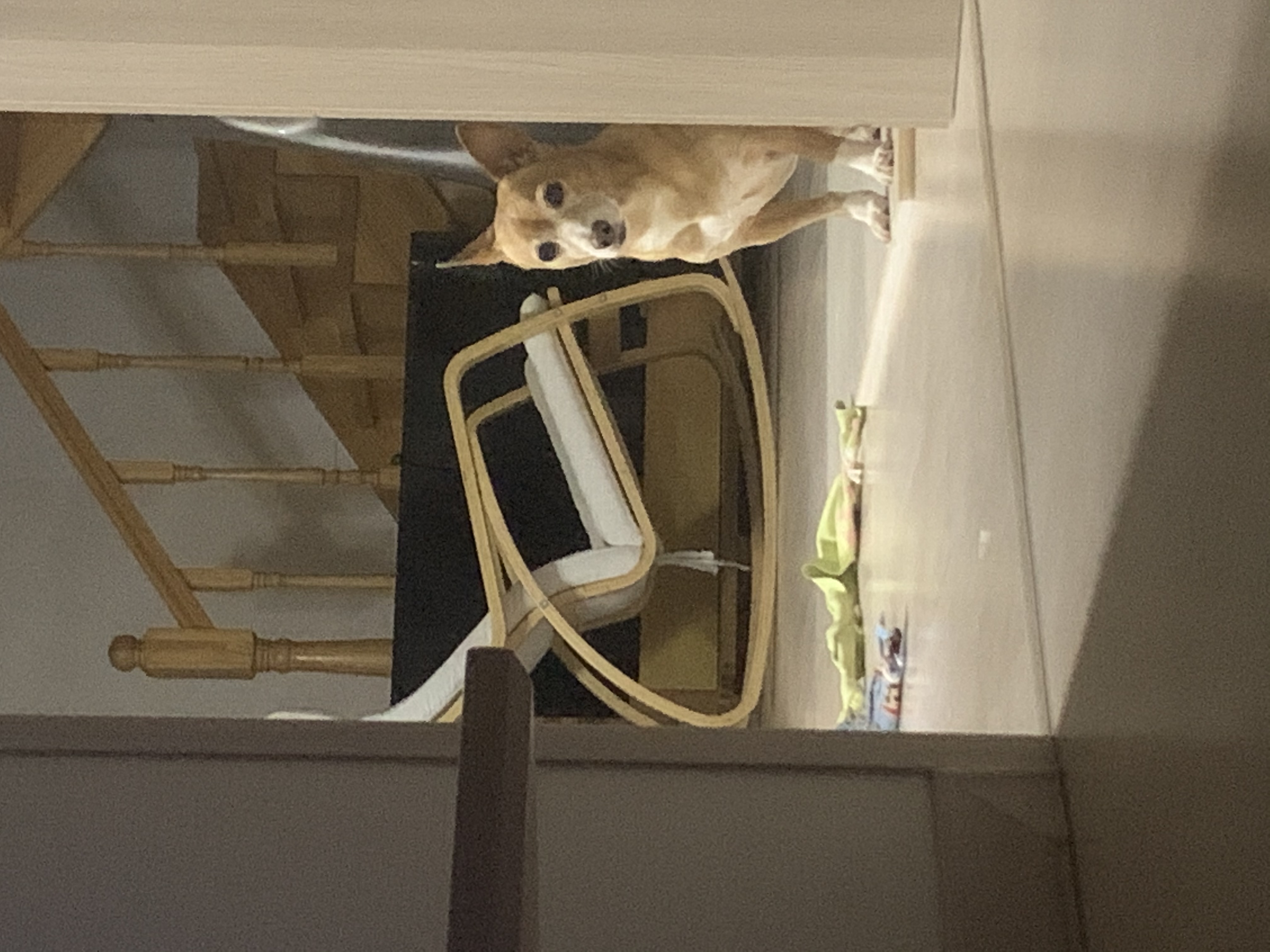 단심이 입양 1년후기