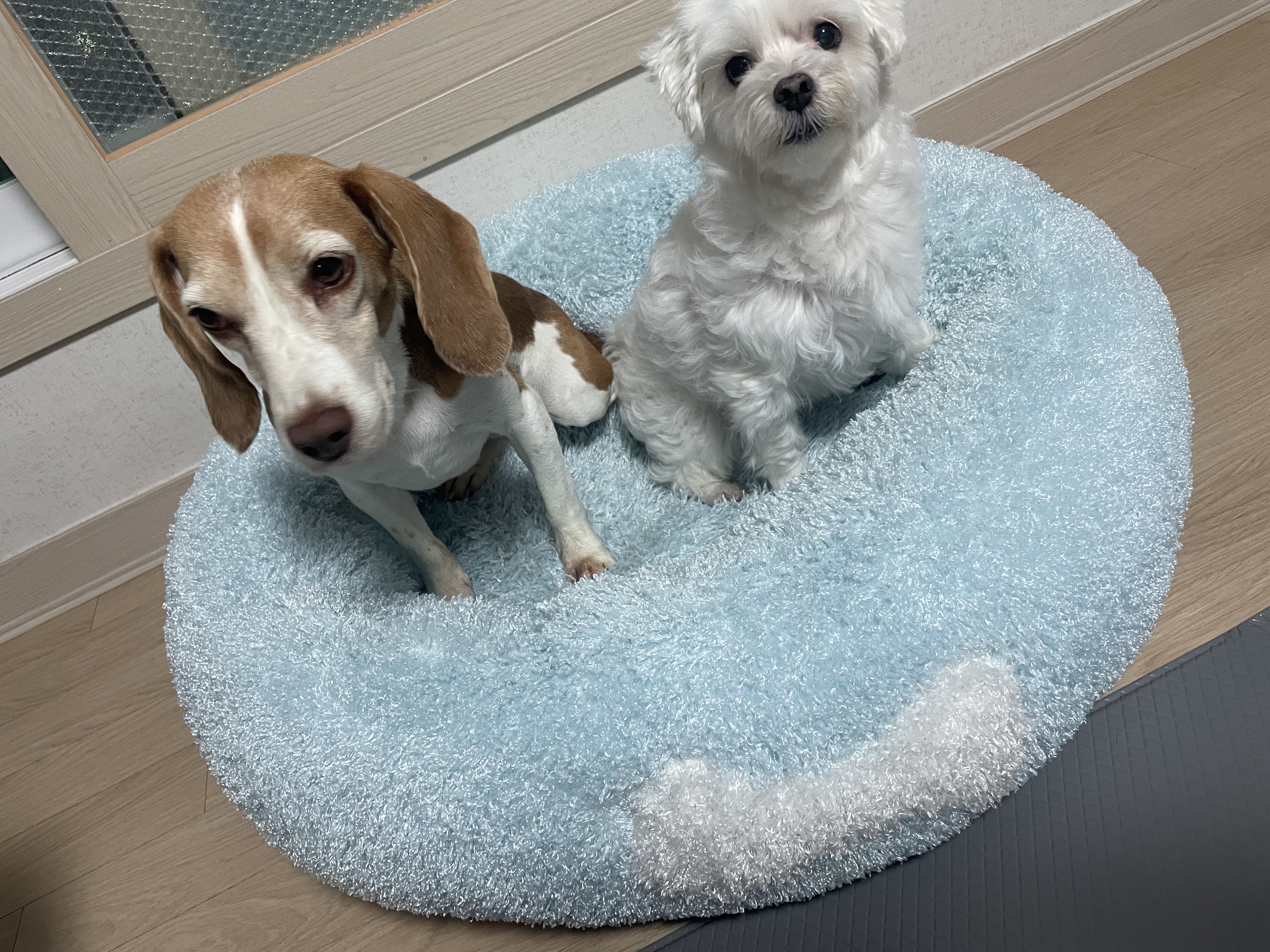 엘리자벳(미나) 입양 1년 후기