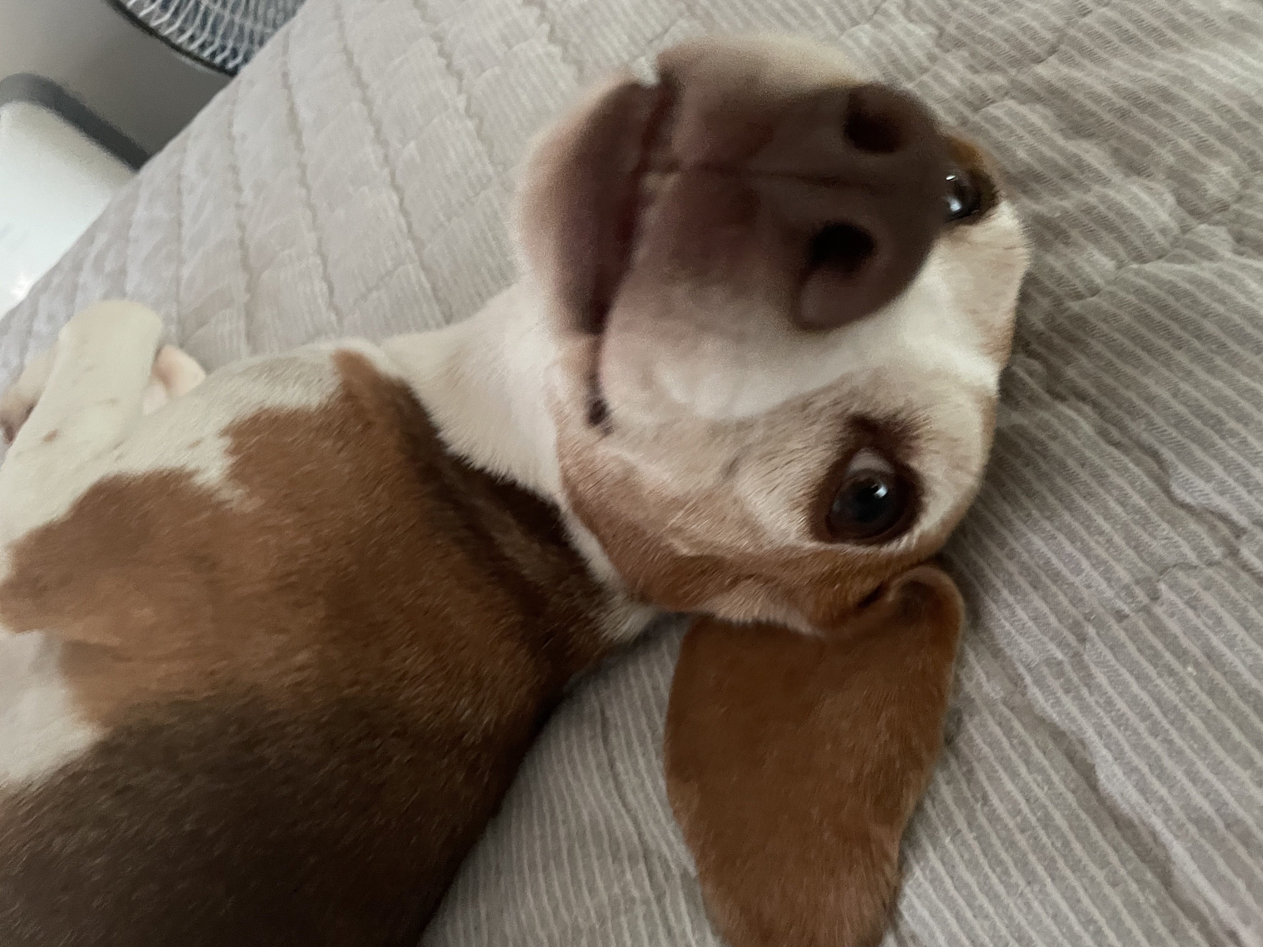 엘리자벳(미나) 입양 1년 후기