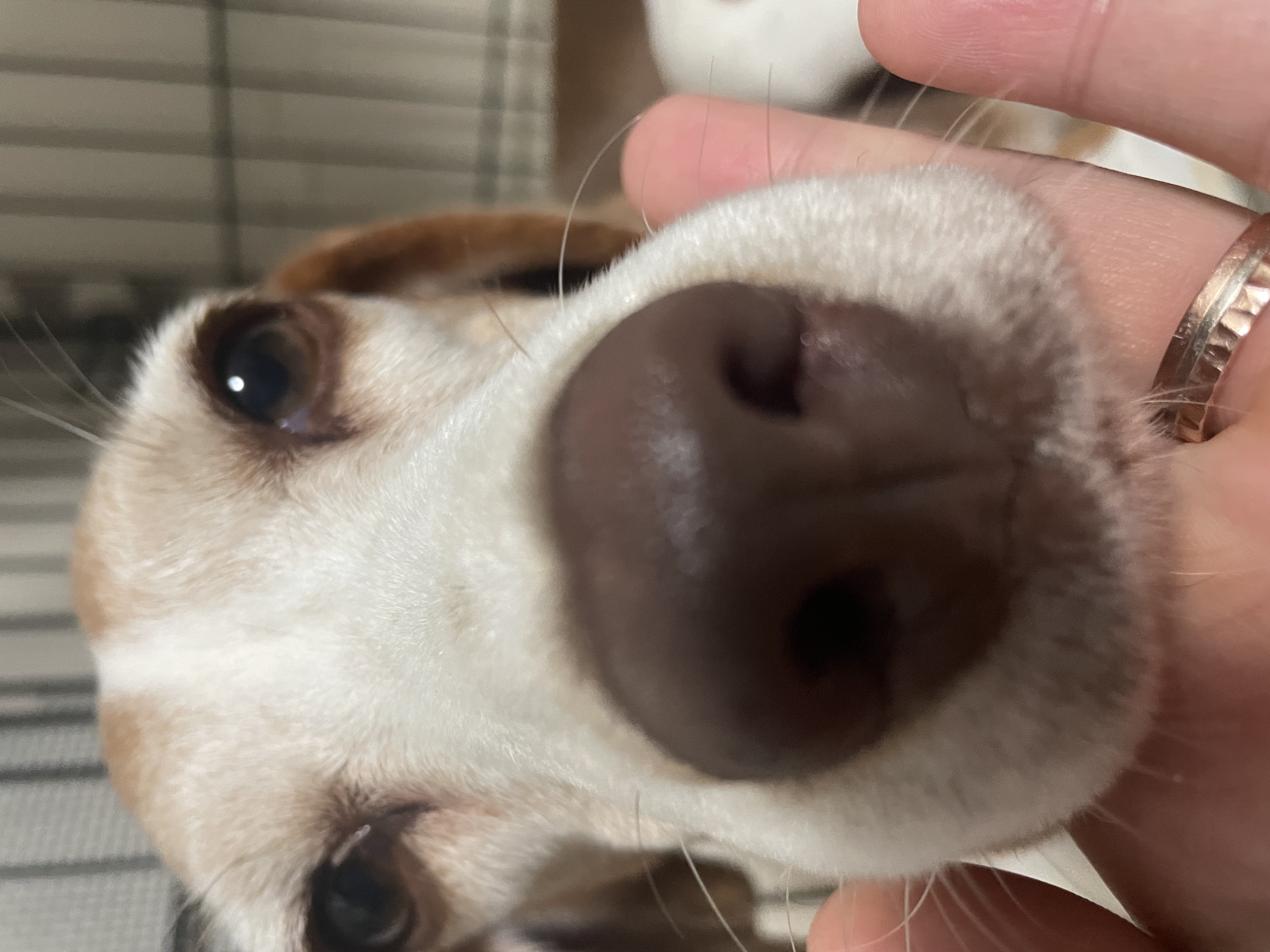 엘리자벳(미나) 입양 1년 후기