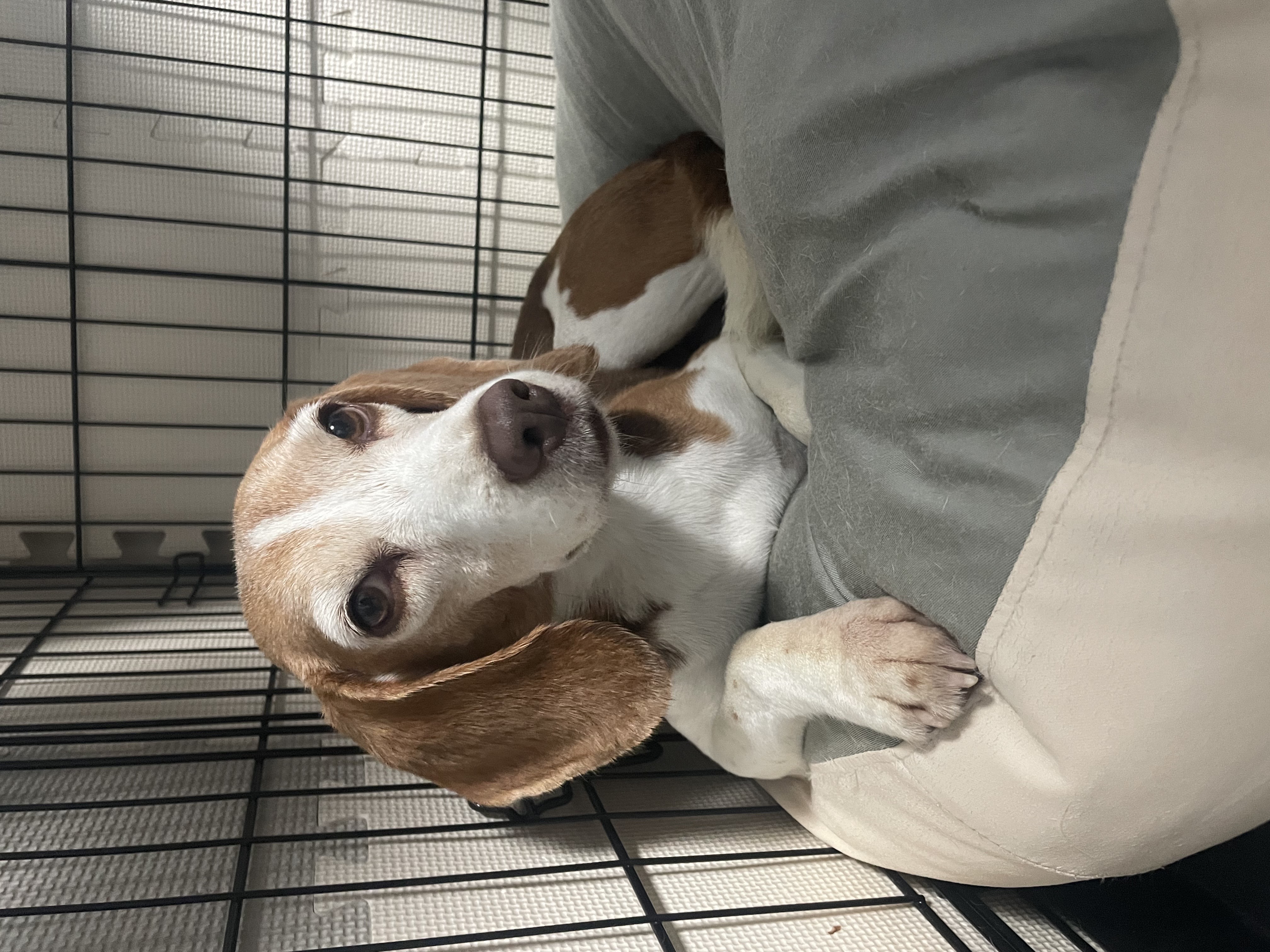 엘리자벳(미나) 입양 1년 후기