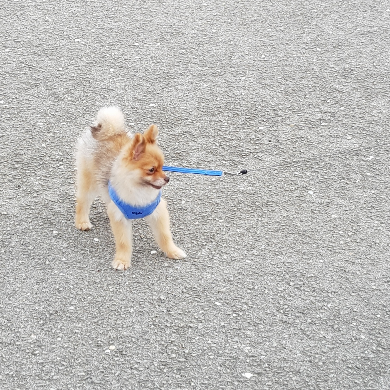 제티 입양 후 적응기