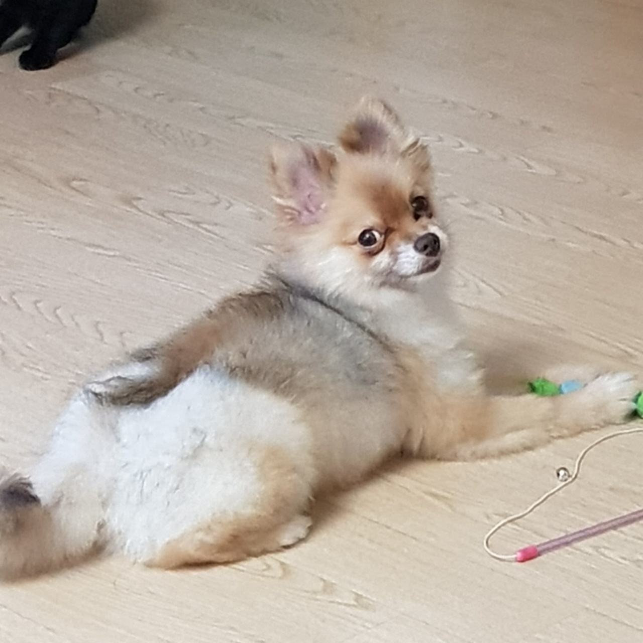 제티 입양 후 적응기