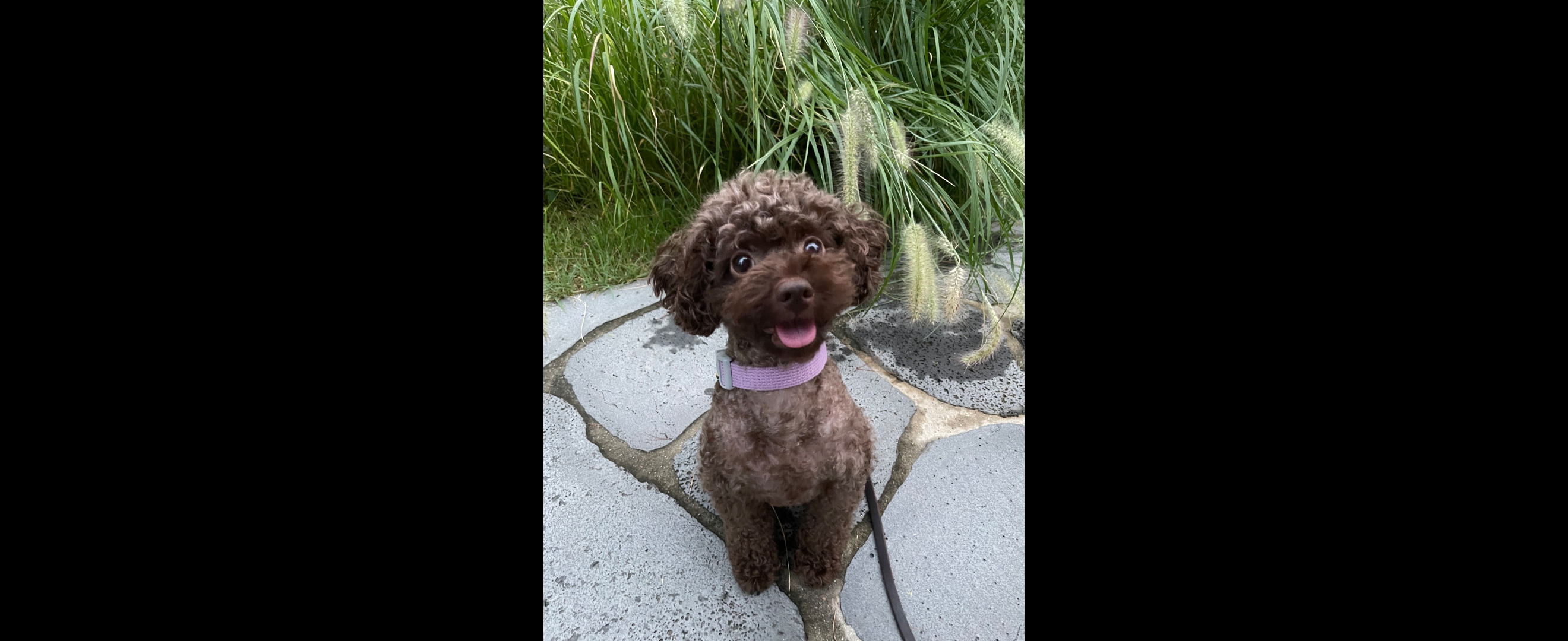 영천 번식장 구조견 로니(비비빅) 1년 7개월 후기