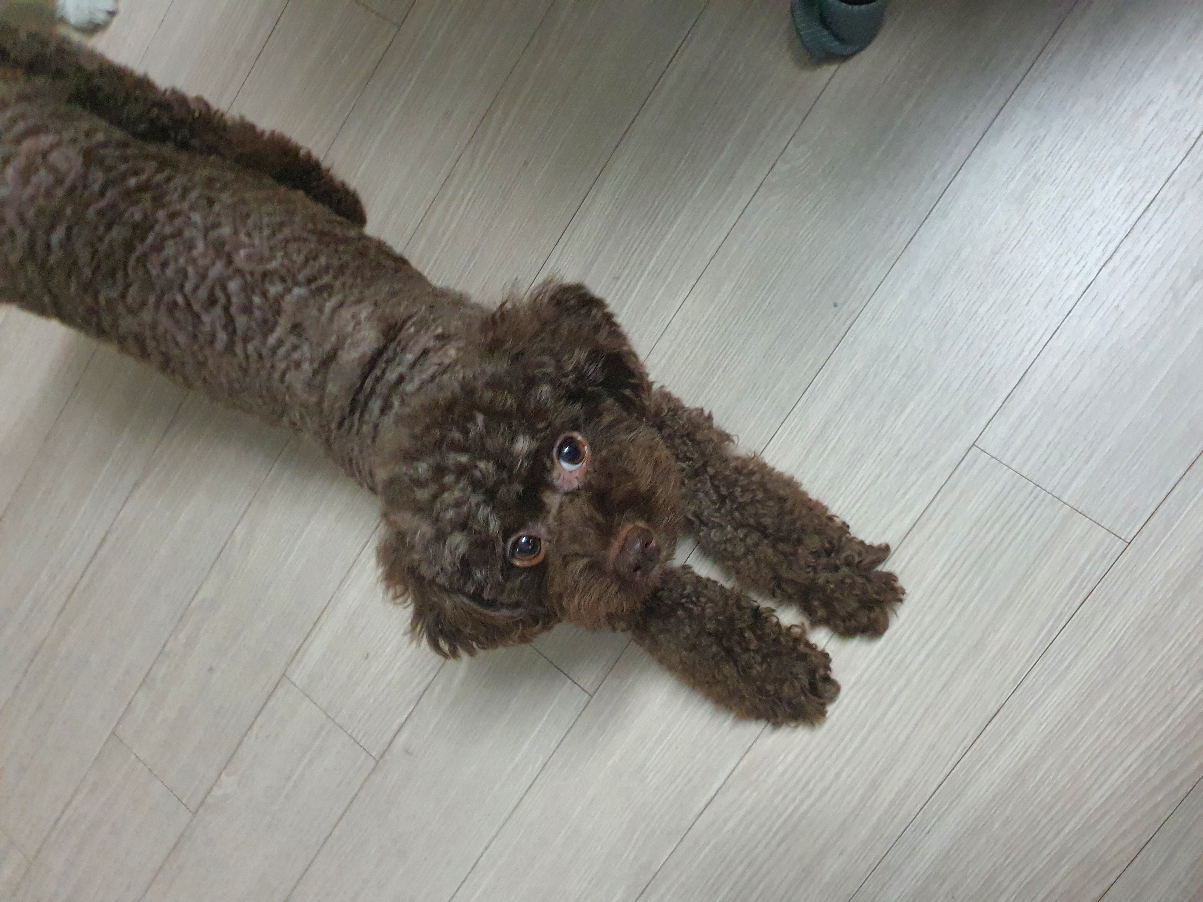 영천 번식장 구조견 로니(비비빅) 1년 7개월 후기