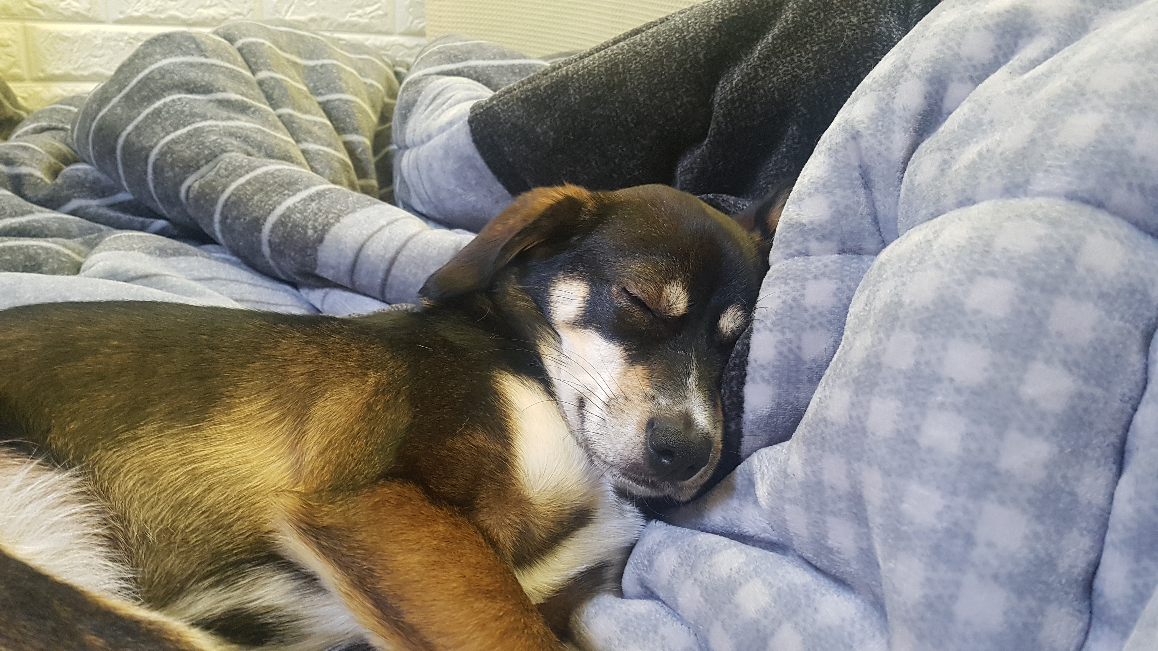 까미(멍돌이)랑 벌써 일 년