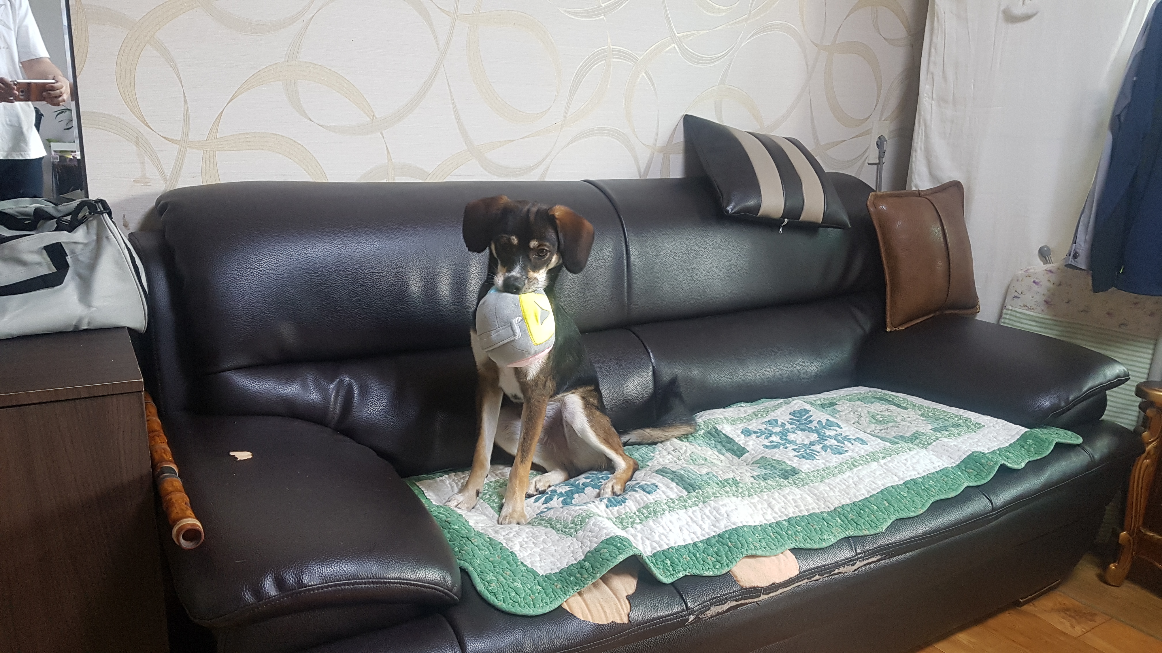 까미(멍돌이)랑 벌써 일 년