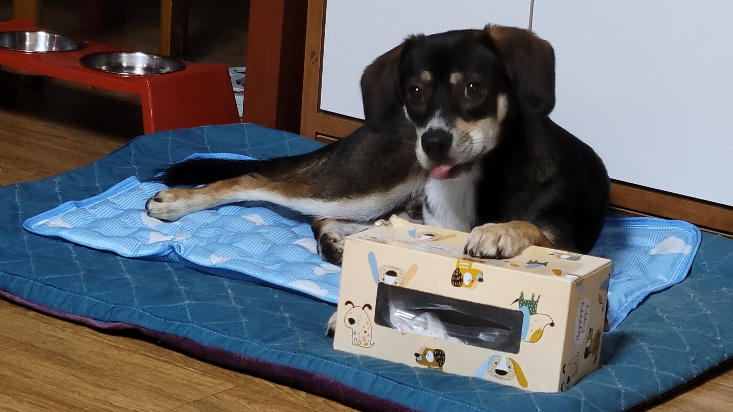 까미(멍돌이)랑 벌써 일 년