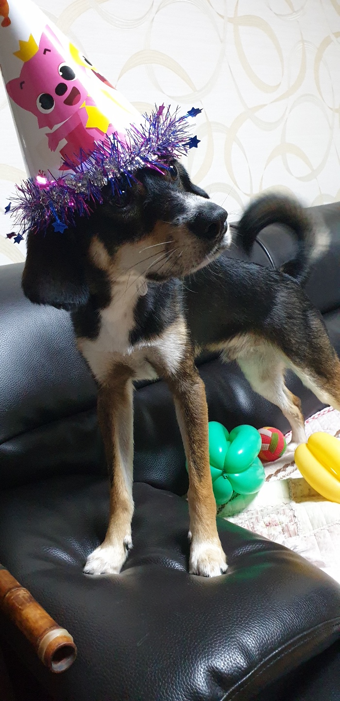 까미(멍돌이)랑 벌써 일 년