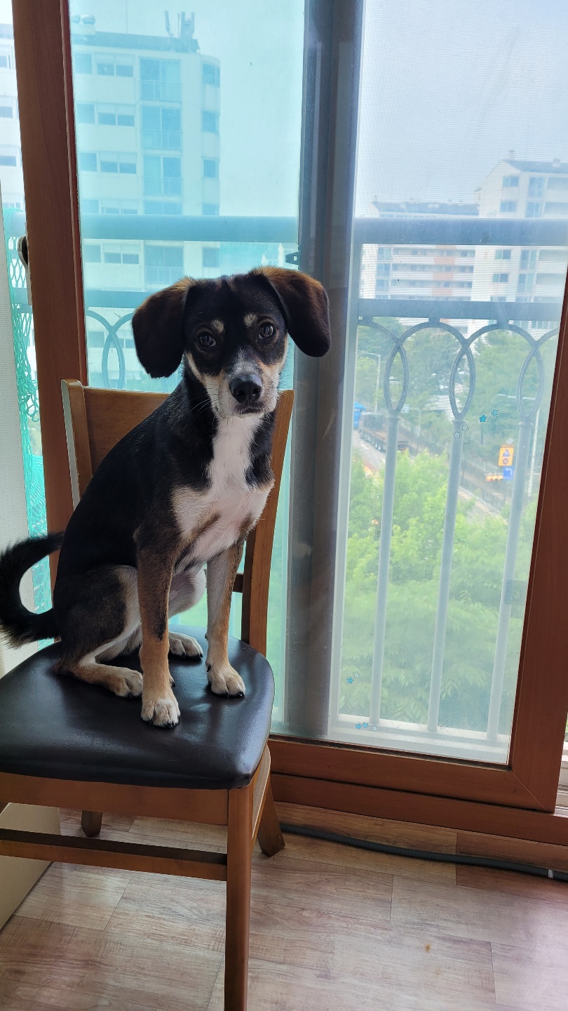 까미(멍돌이)랑 벌써 일 년