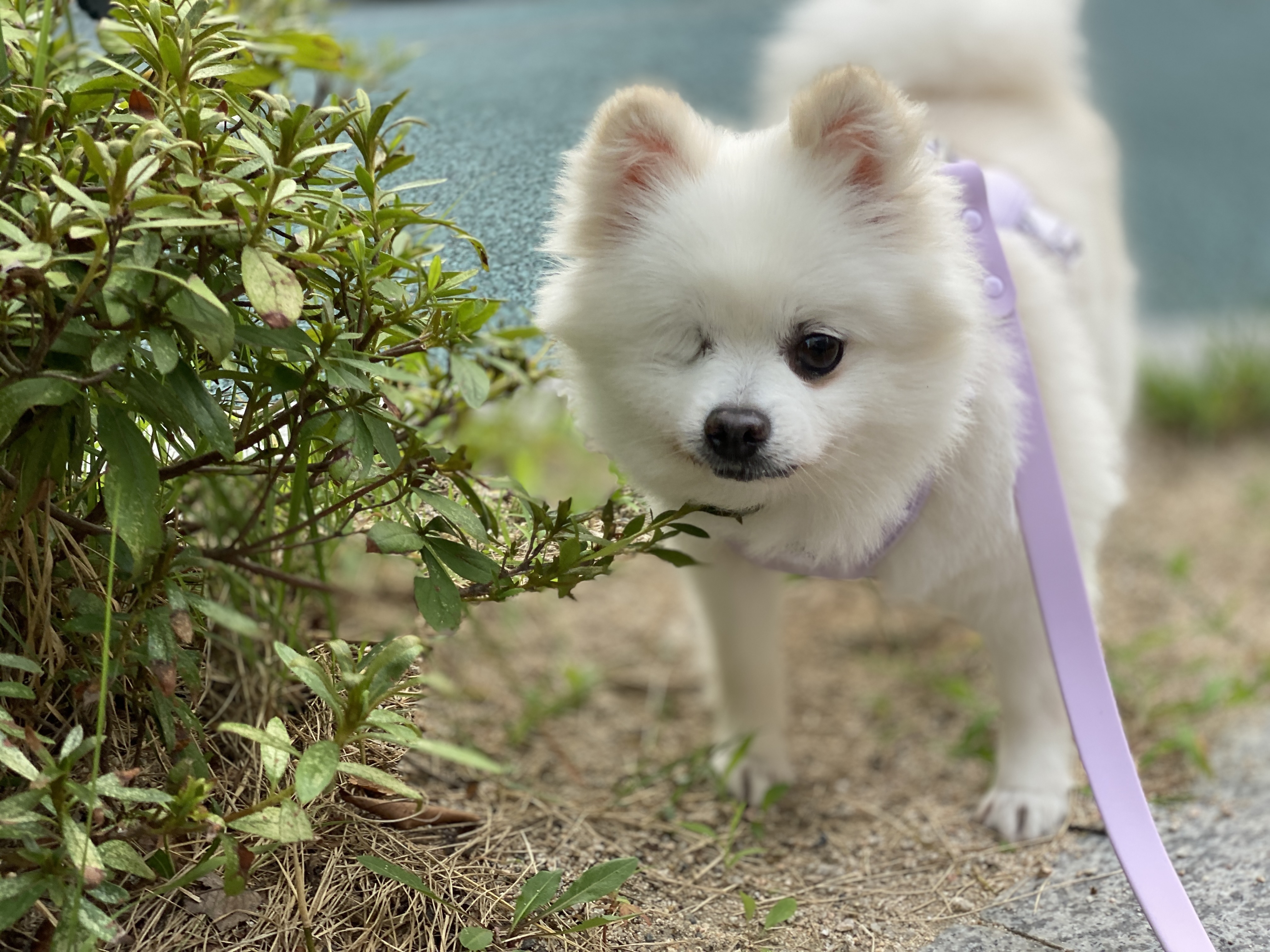 내겐 너무 완벽한 그녀, 그림이의 입양 후 3개월