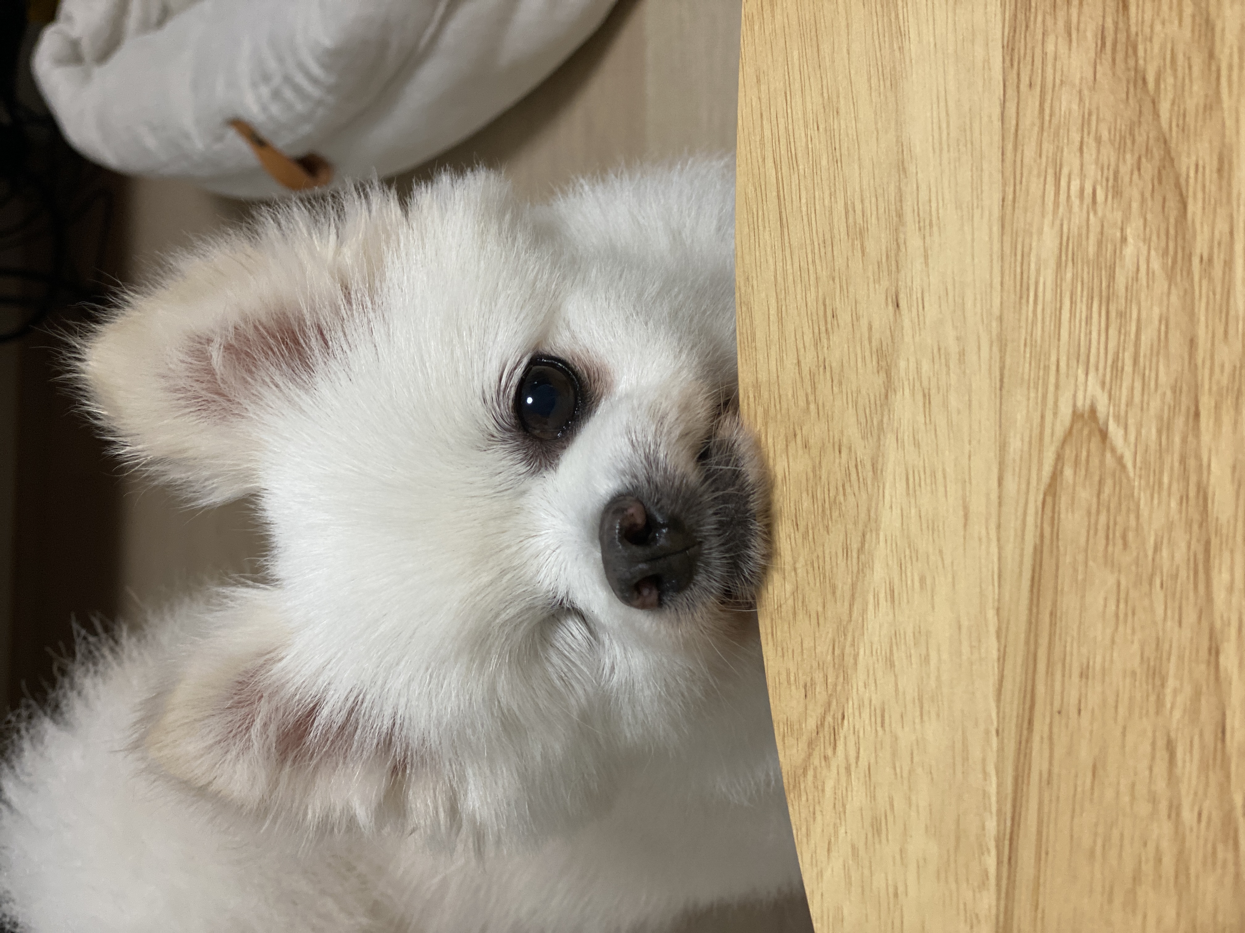 내겐 너무 완벽한 그녀, 그림이의 입양 후 3개월