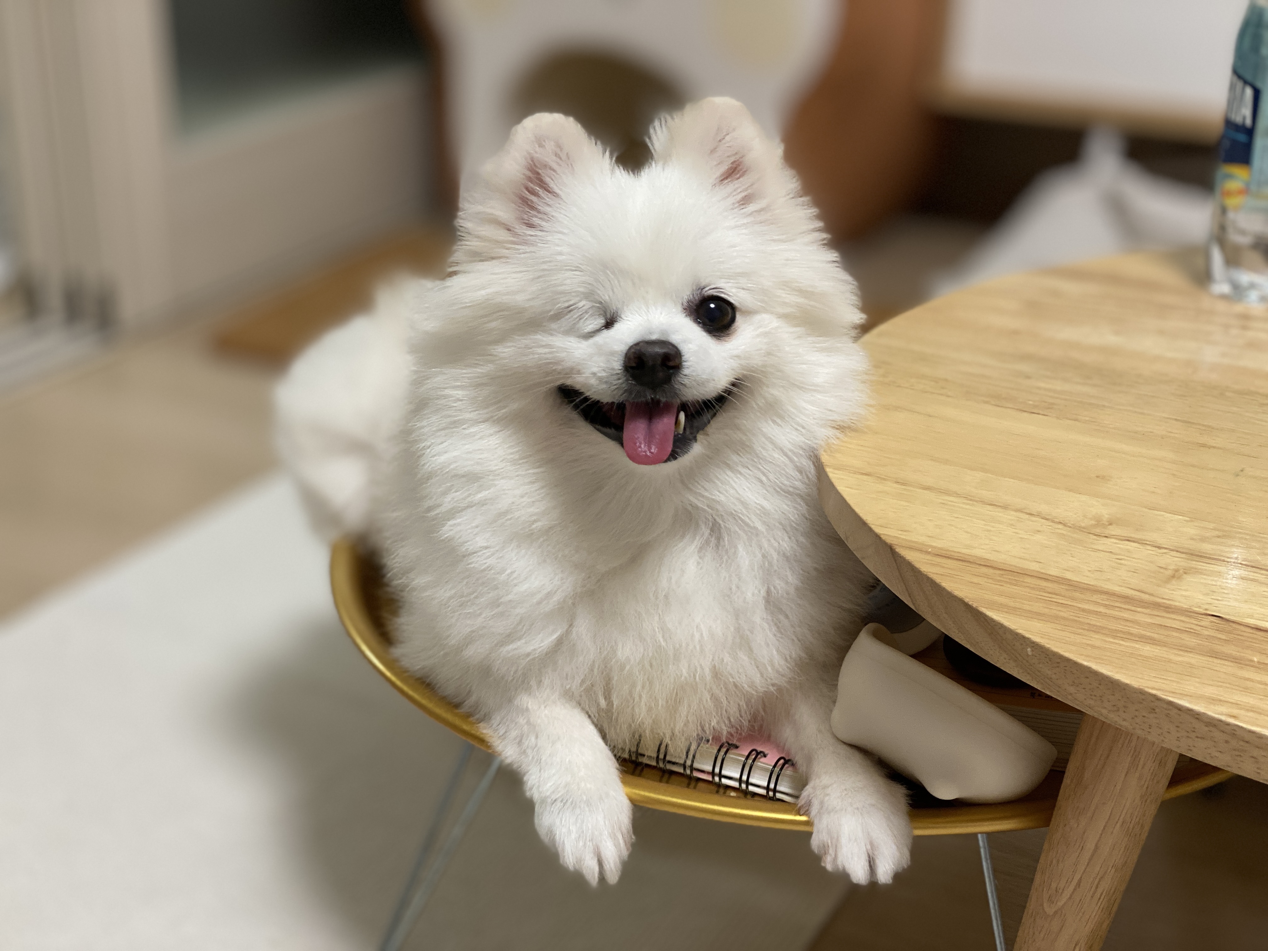 내겐 너무 완벽한 그녀, 그림이의 입양 후 3개월