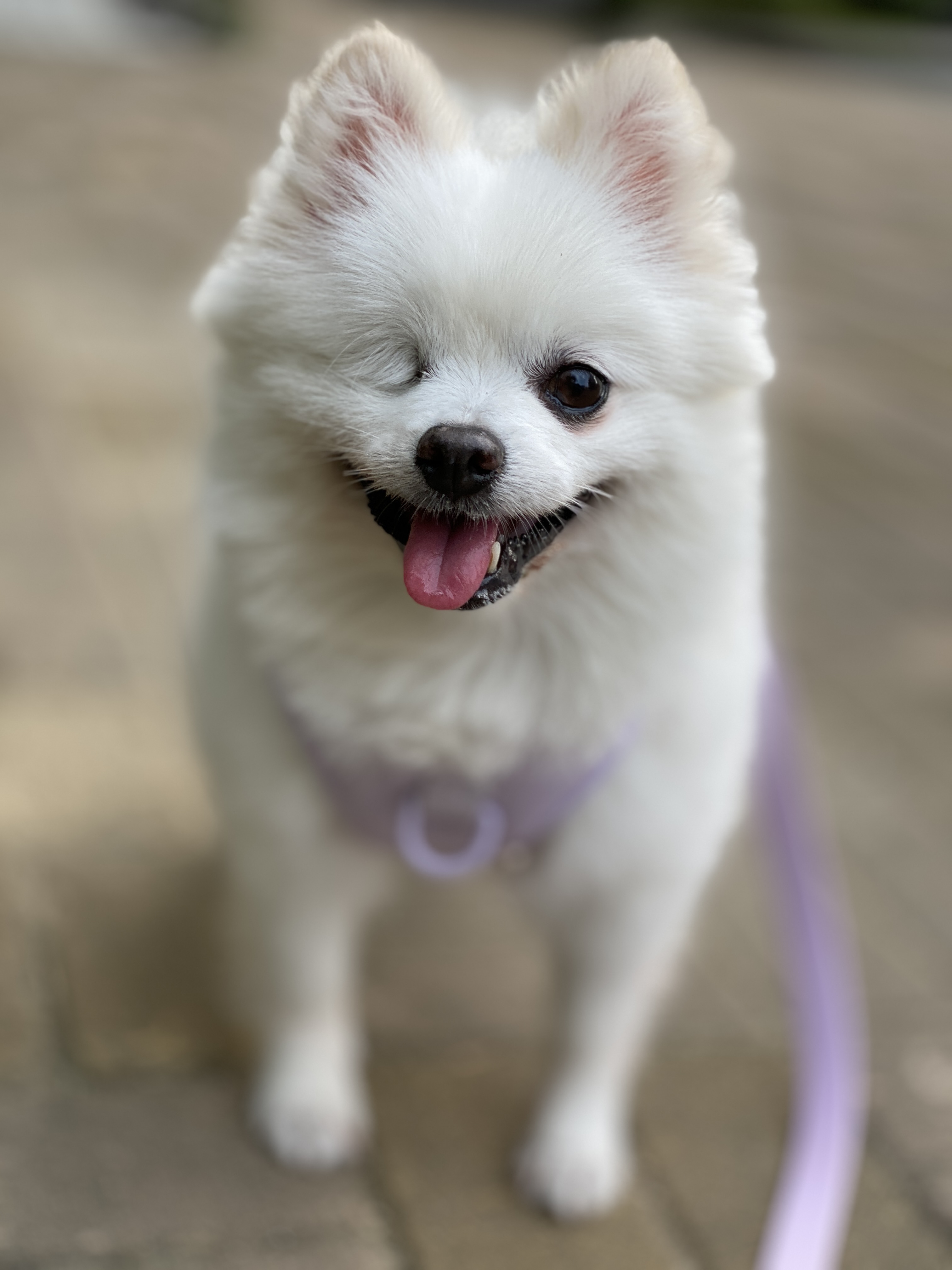 내겐 너무 완벽한 그녀, 그림이의 입양 후 3개월