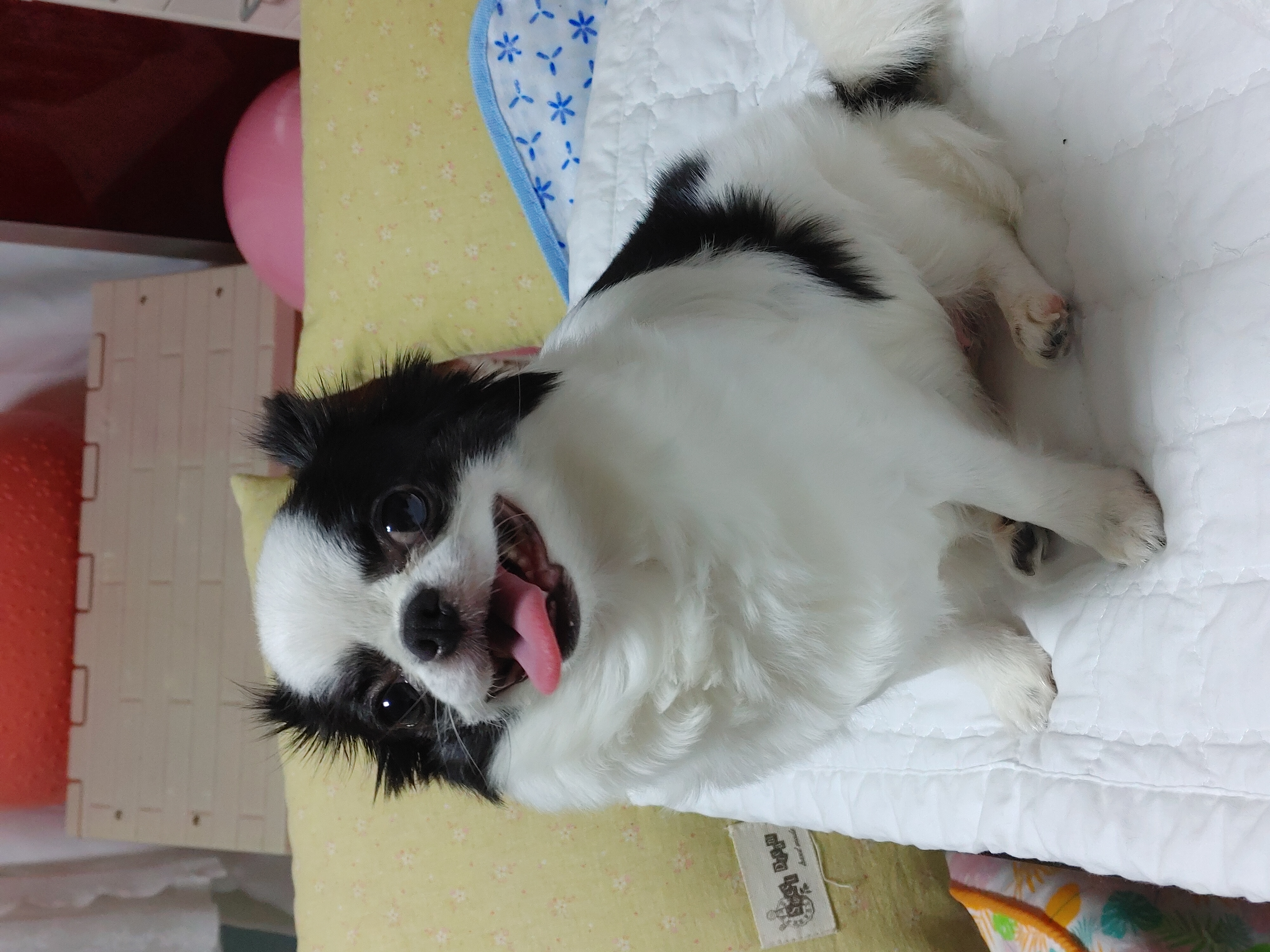 동구네집 동순이(곤지암_치치)