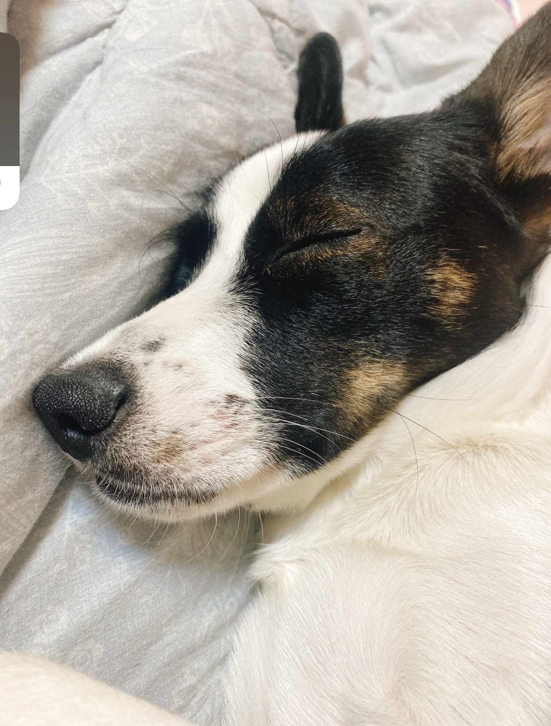 구 멍순 현 벼루 입양 1년 후