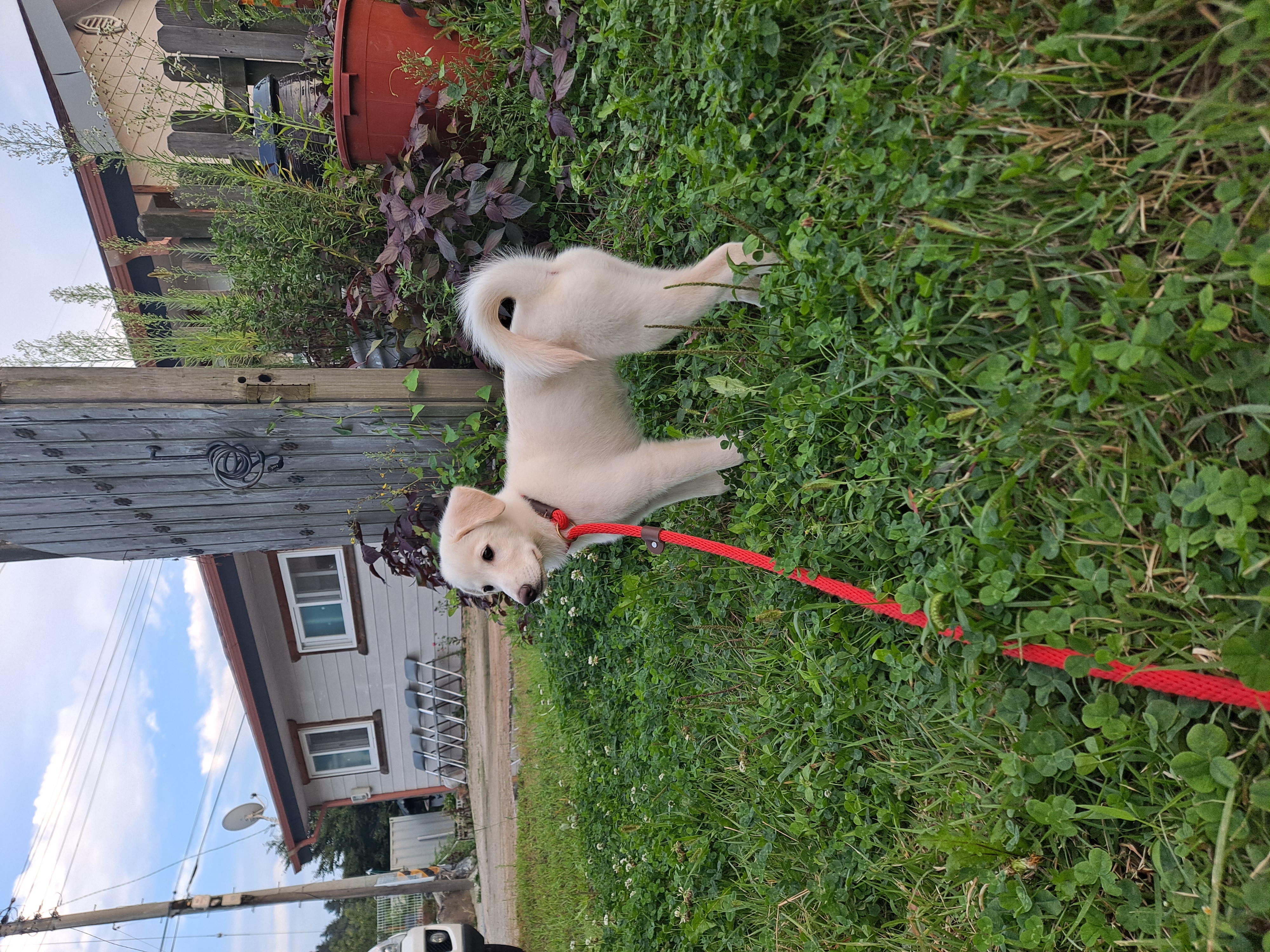 하양이 벌써한달 됐네요^^