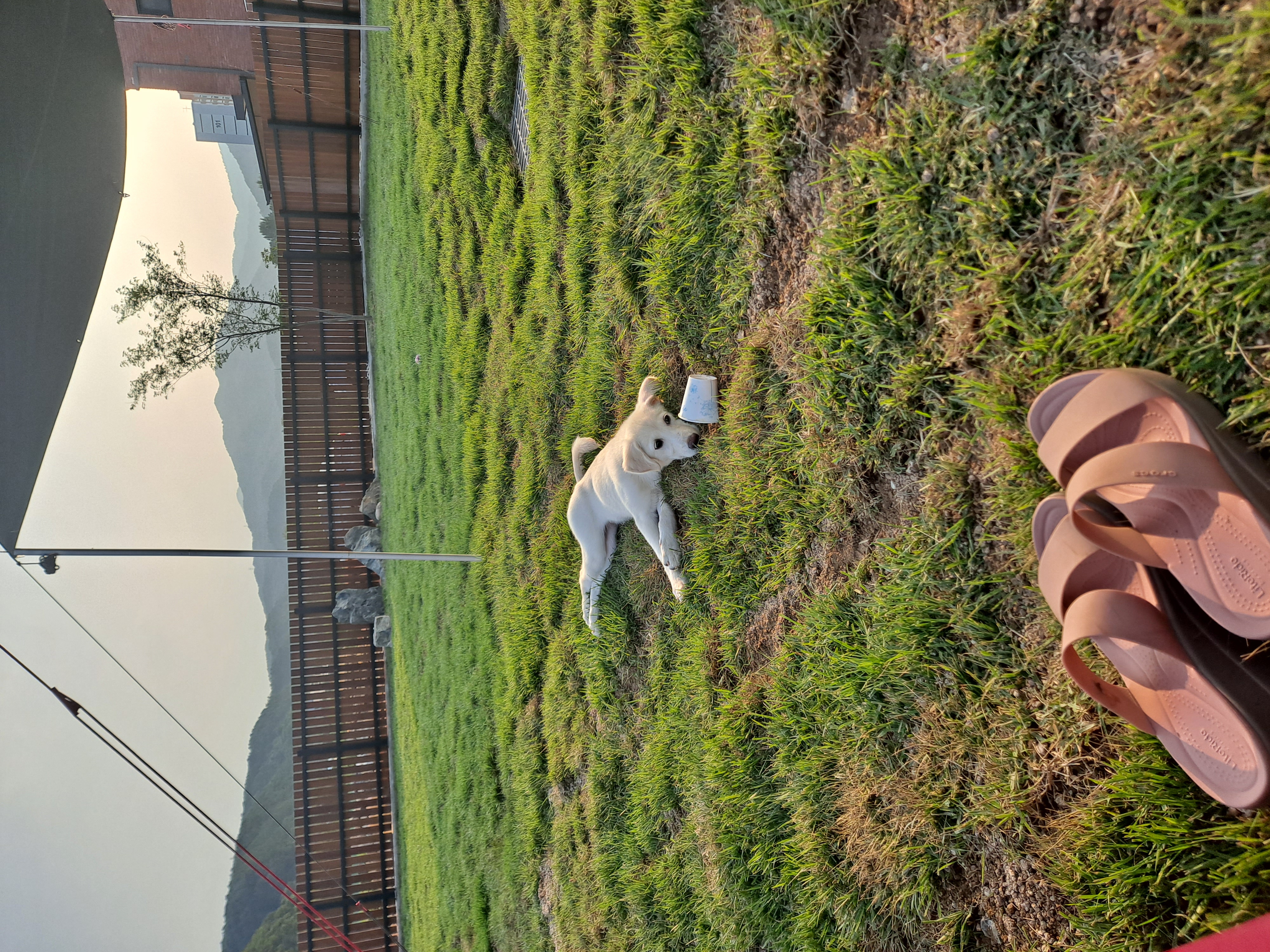 하양이 벌써한달 됐네요^^