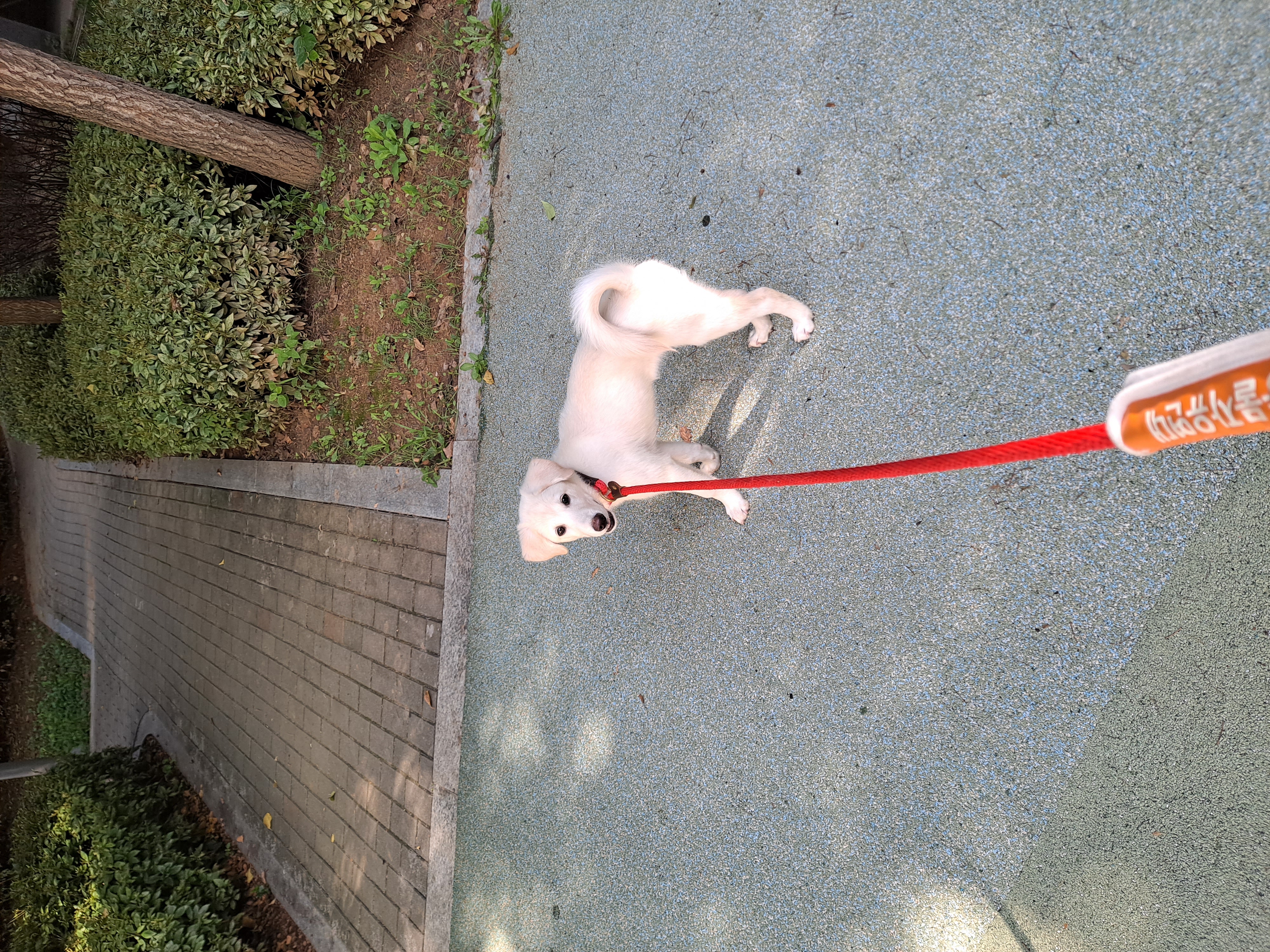 하양이 벌써한달 됐네요^^