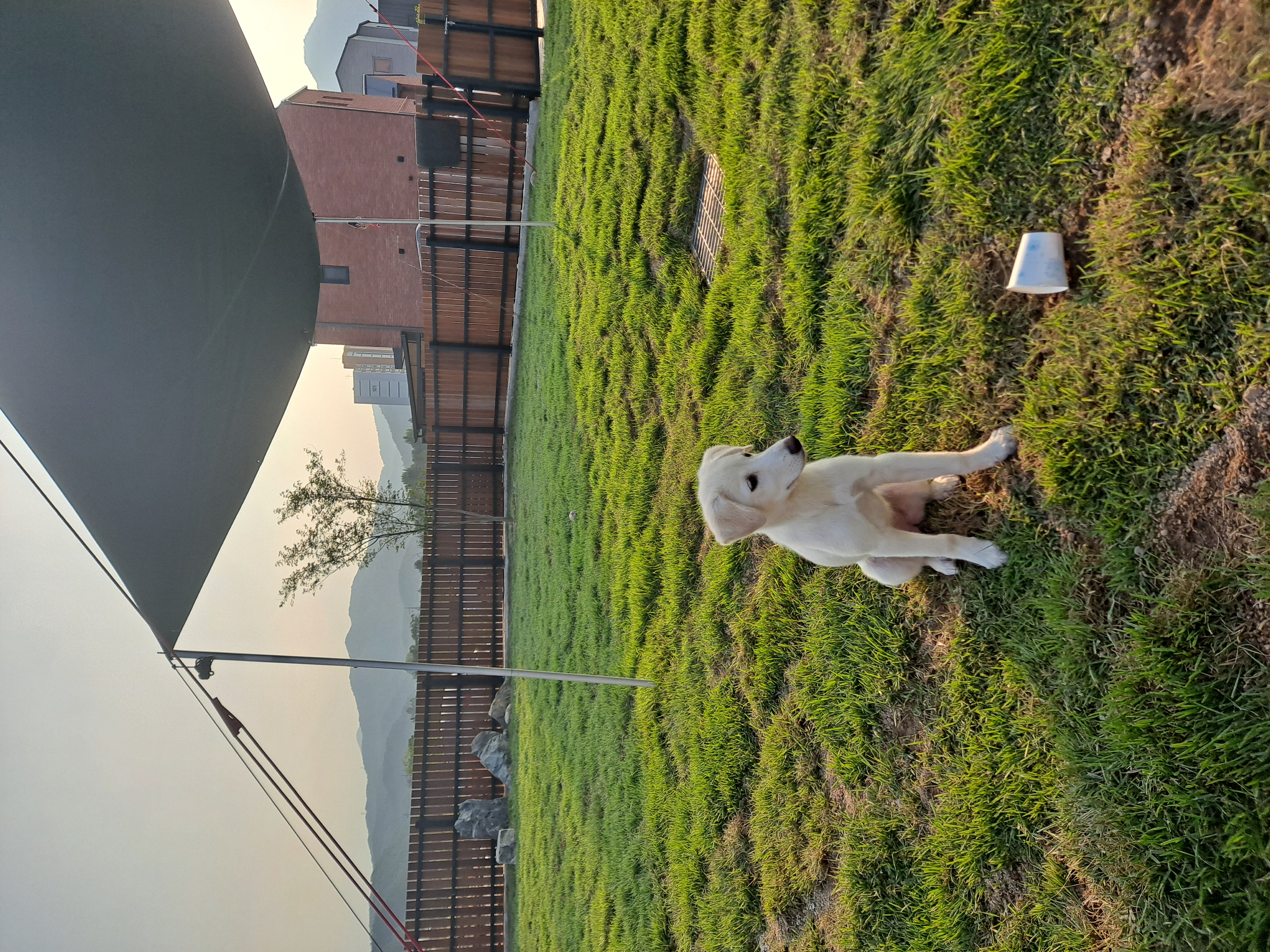 하양이 벌써한달 됐네요^^