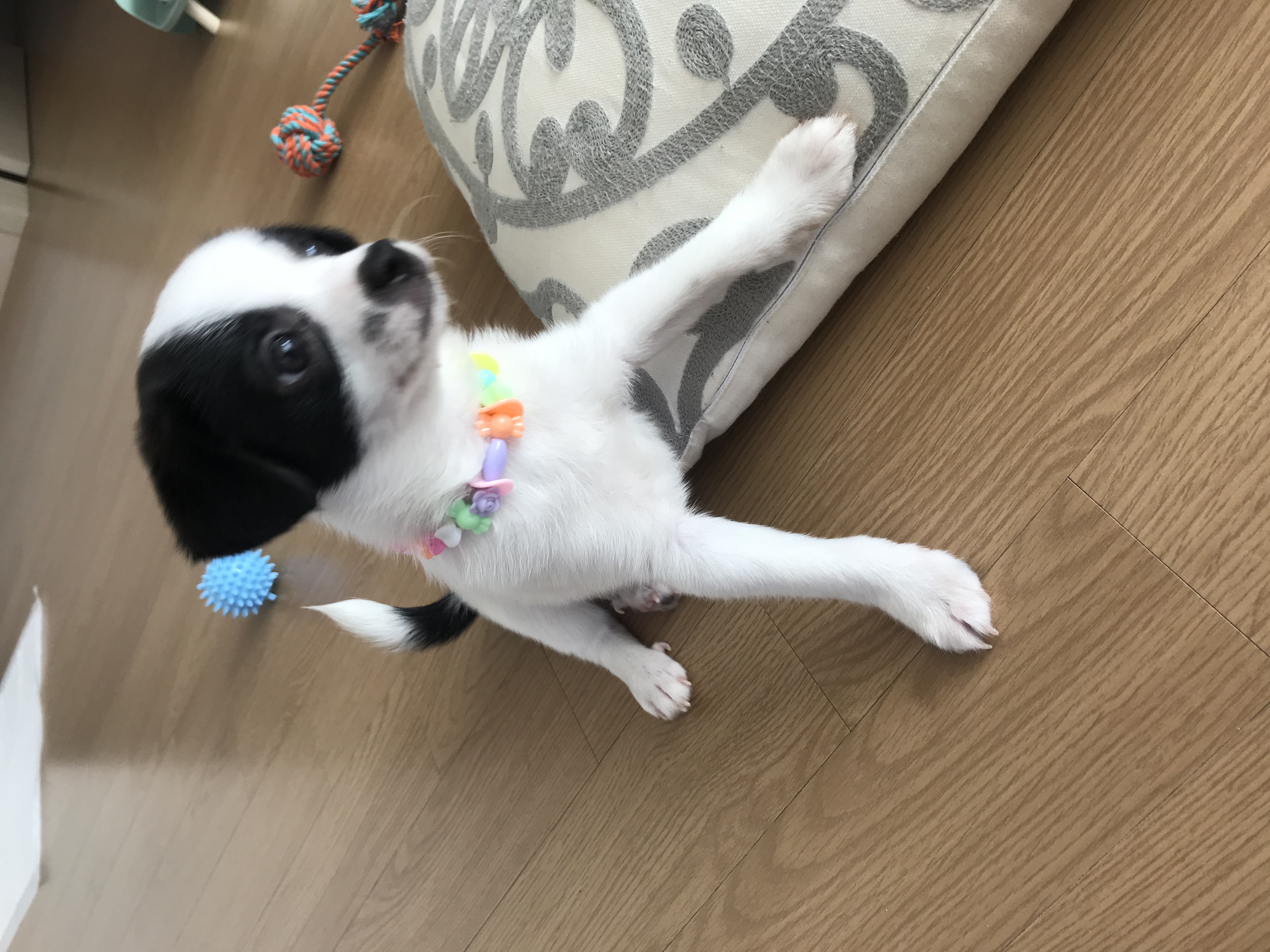 가을이(모뜨)랑 벌써 일주일+_+