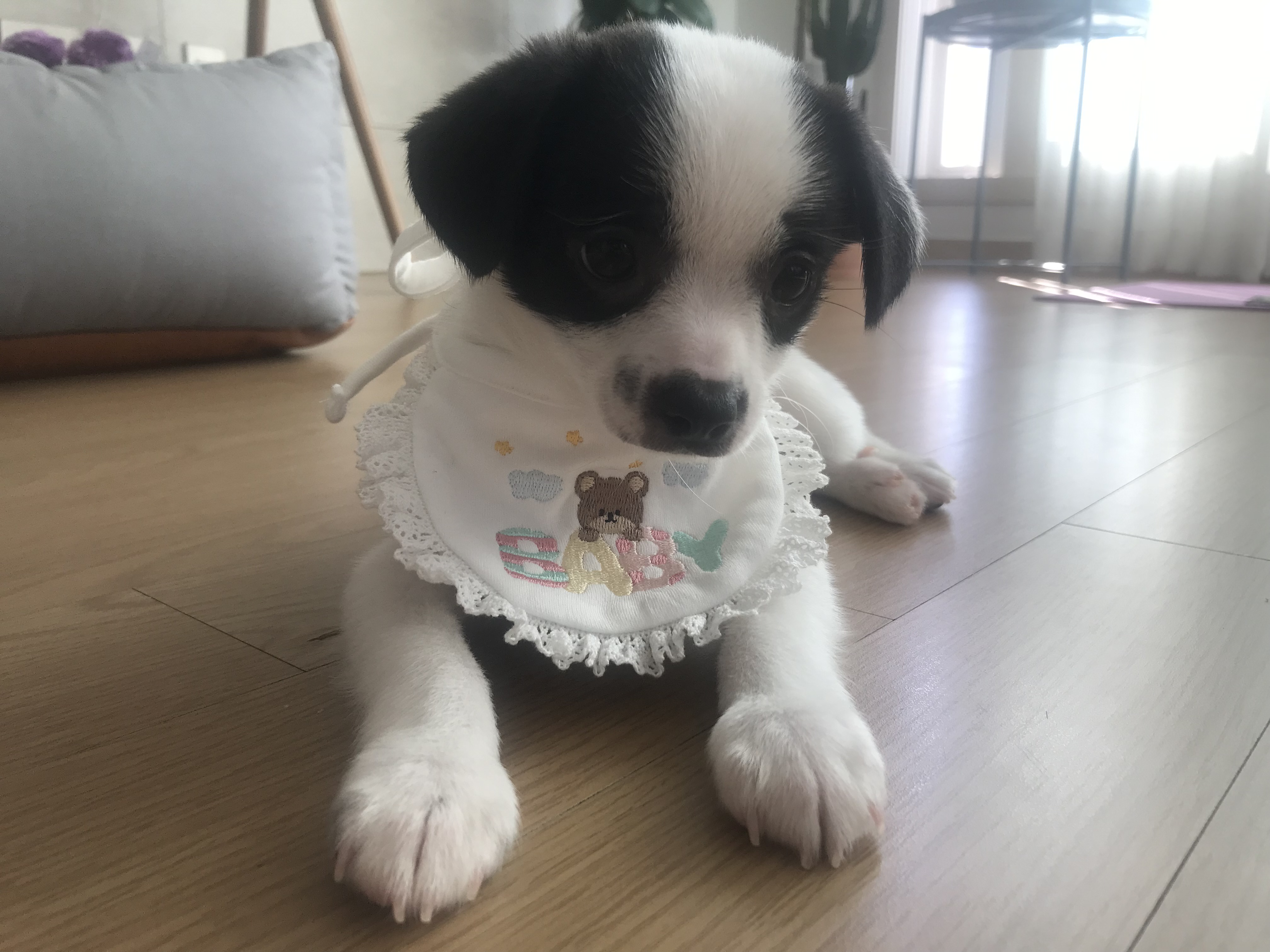 가을이(모뜨)랑 벌써 일주일+_+