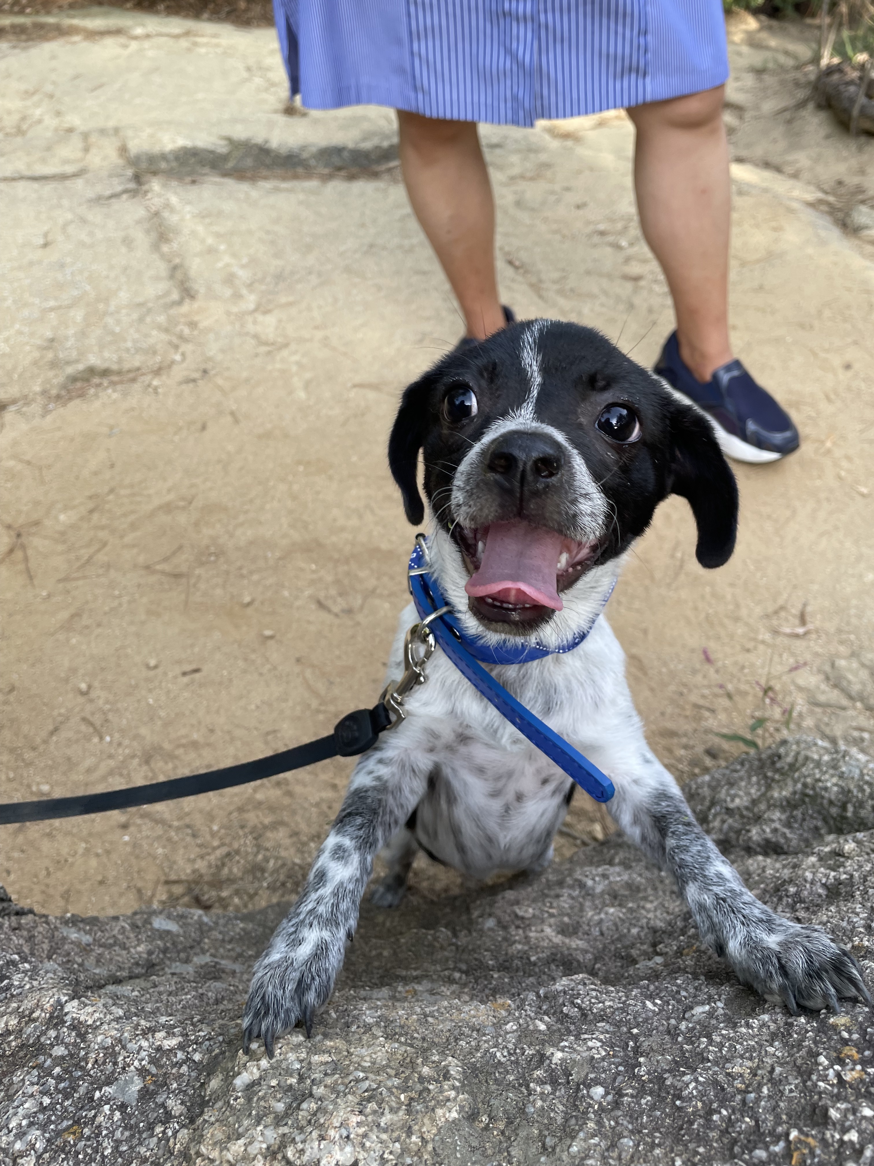 다림(다니) 온지 3주 후