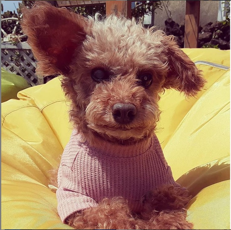 제주도로 입양온 장금이 벌써 2년이 넘었네요. ^^