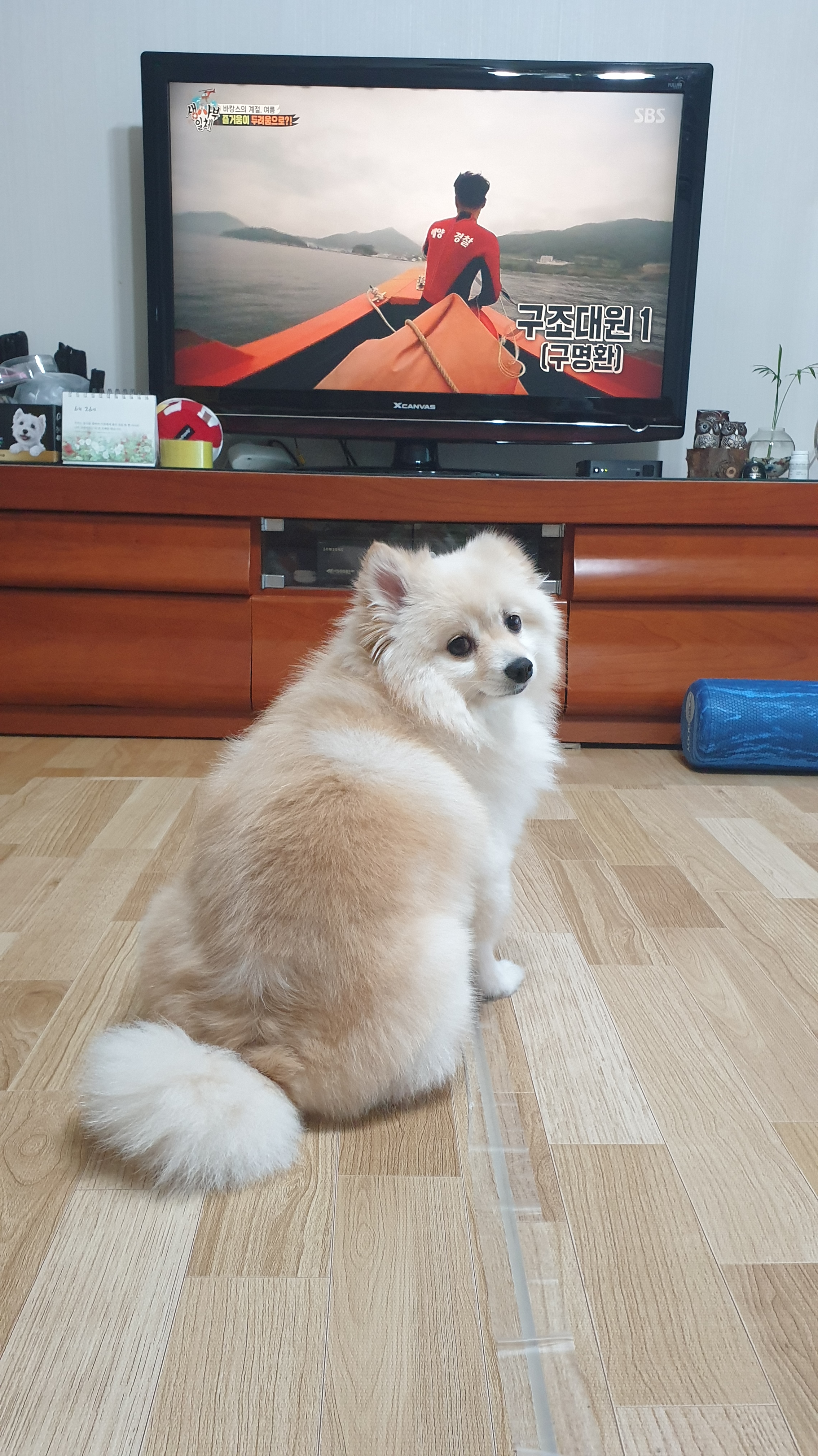 은근 개그 캐릭터, 단밤이 입양 6개월 후기