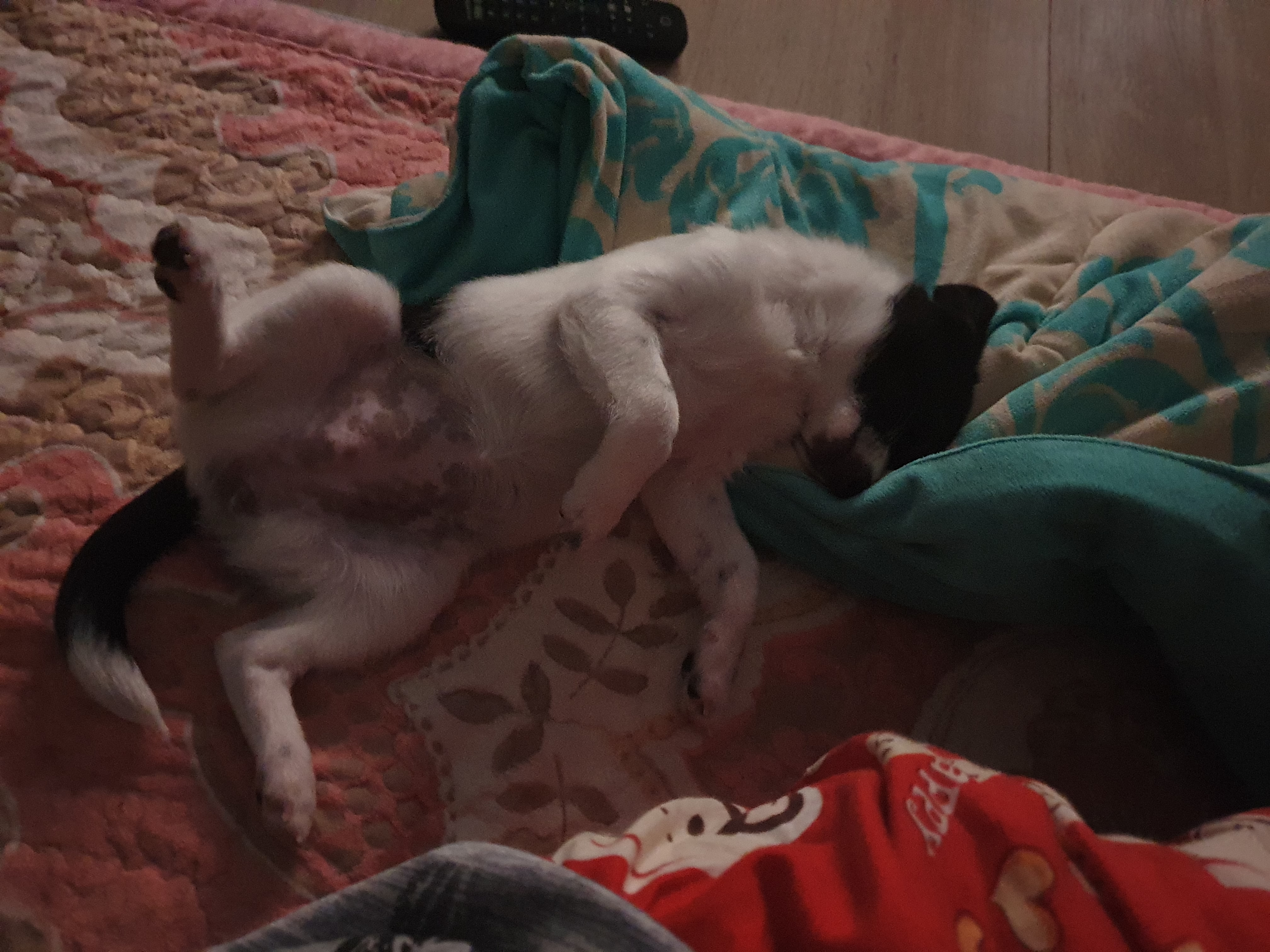 하니 입양 2주차