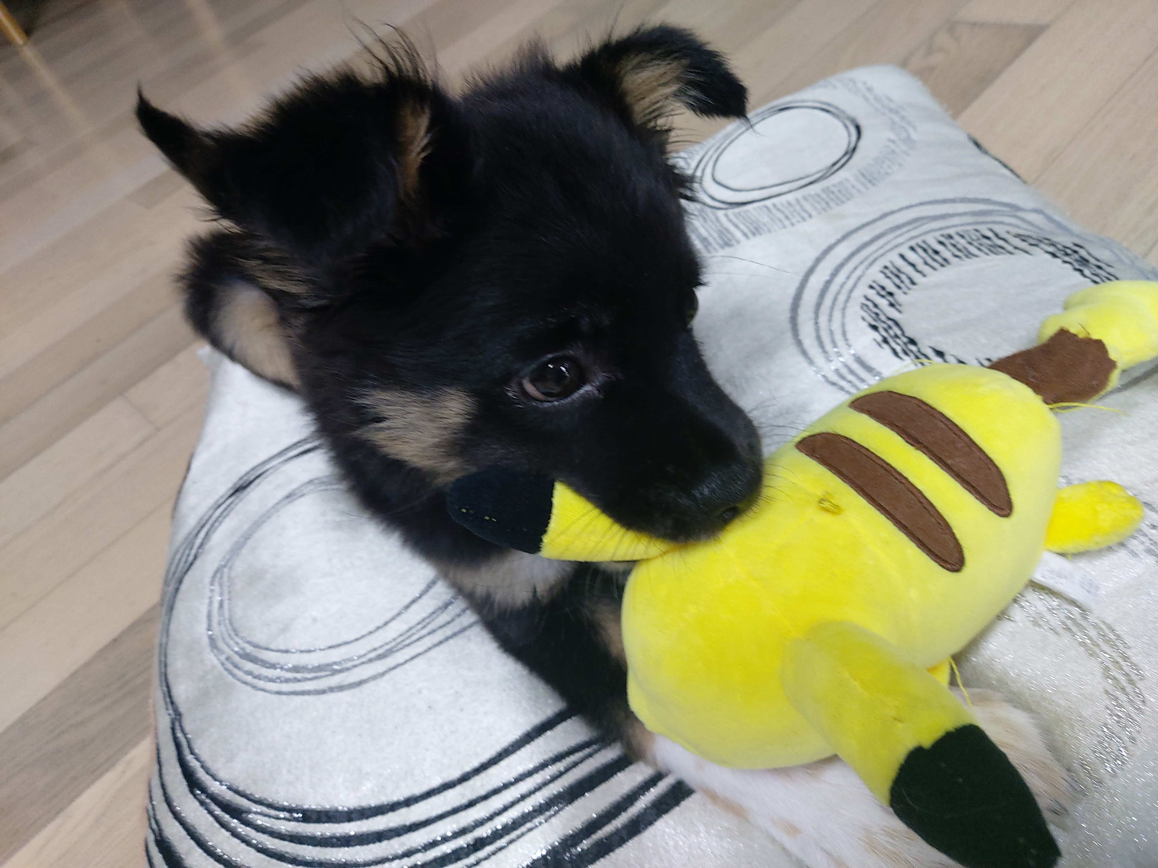 사라 입양 일주일 후기