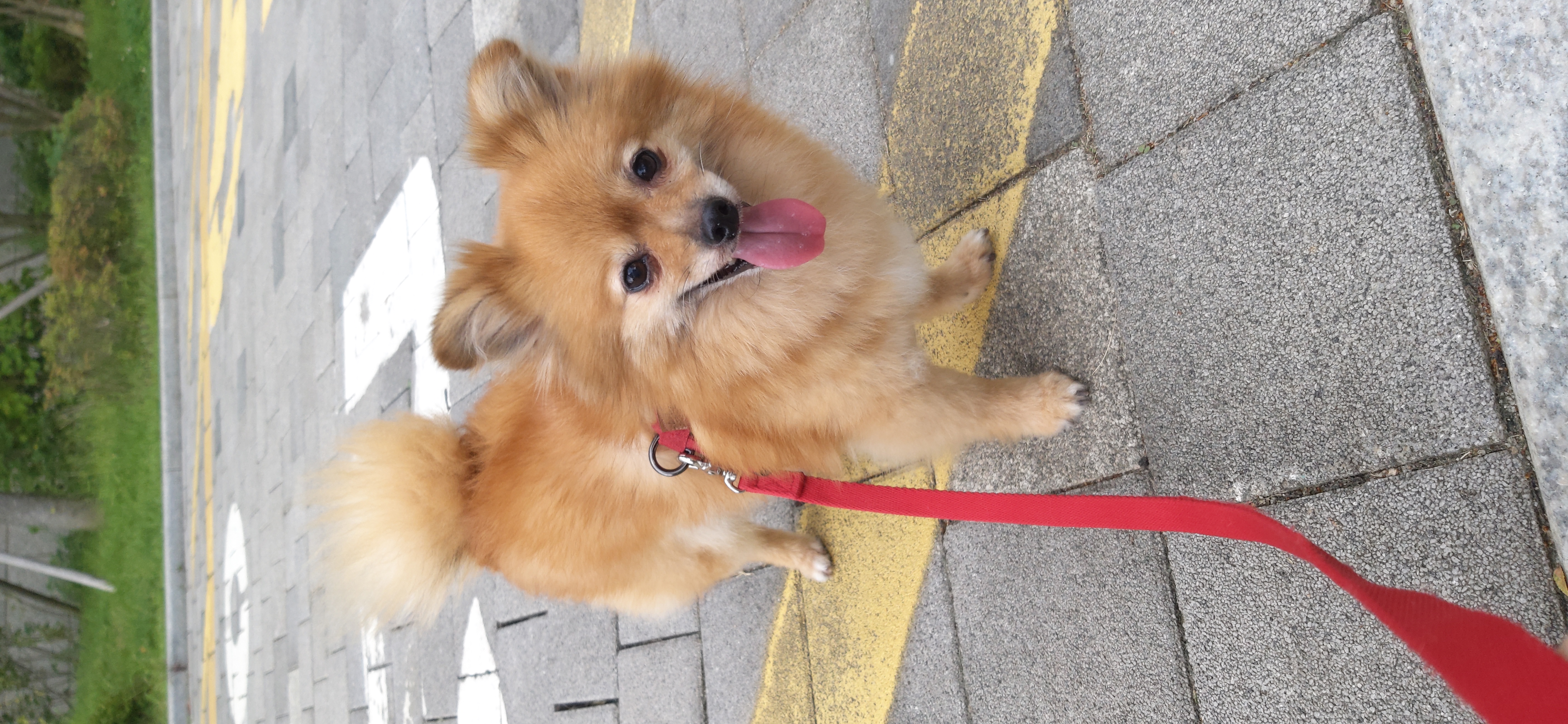 티거(곤지암2-워터)와 가족 된지 세달. 세번째 후기