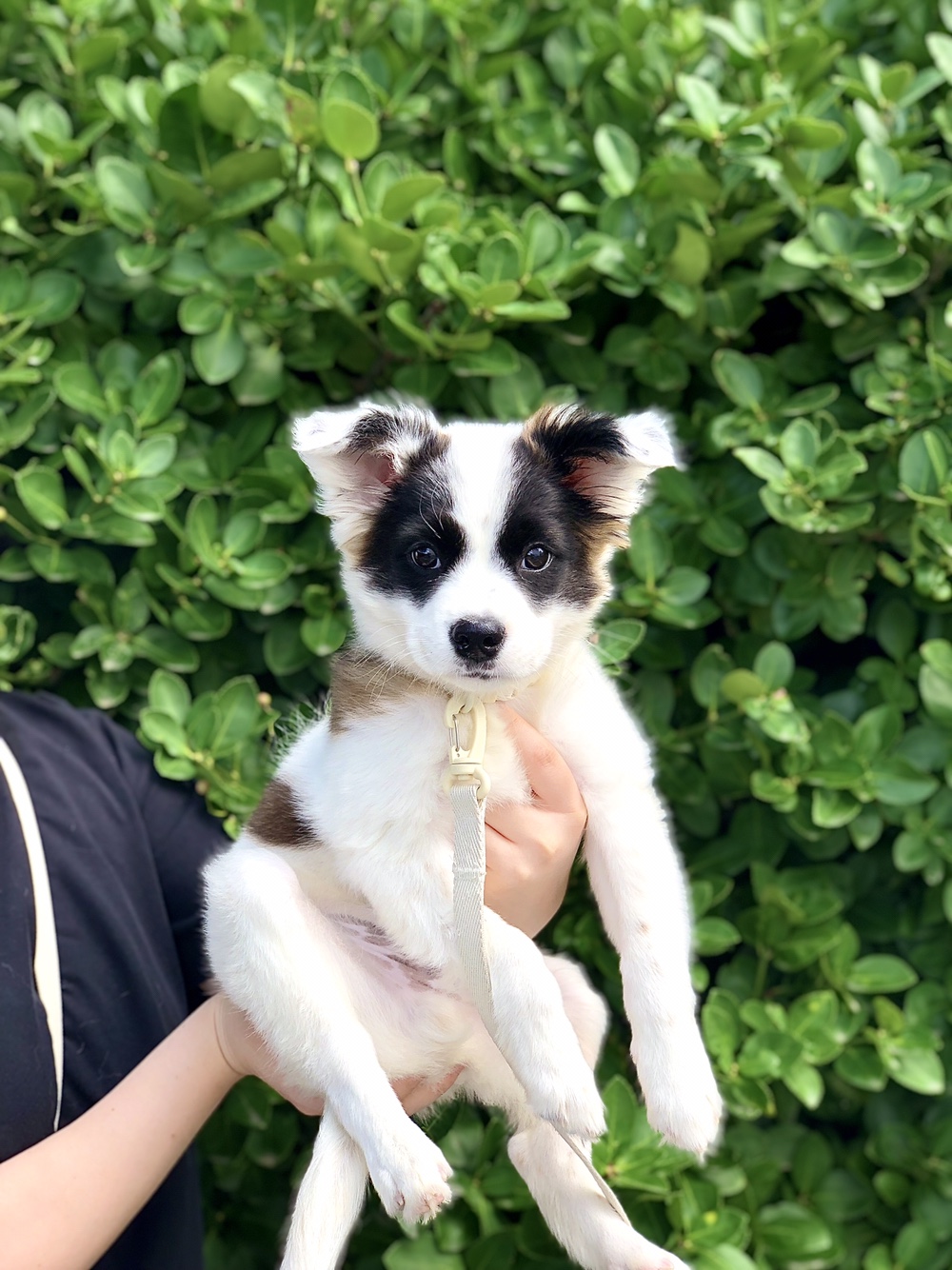 레오(오래) 한 달차 후기ㅎㅎ