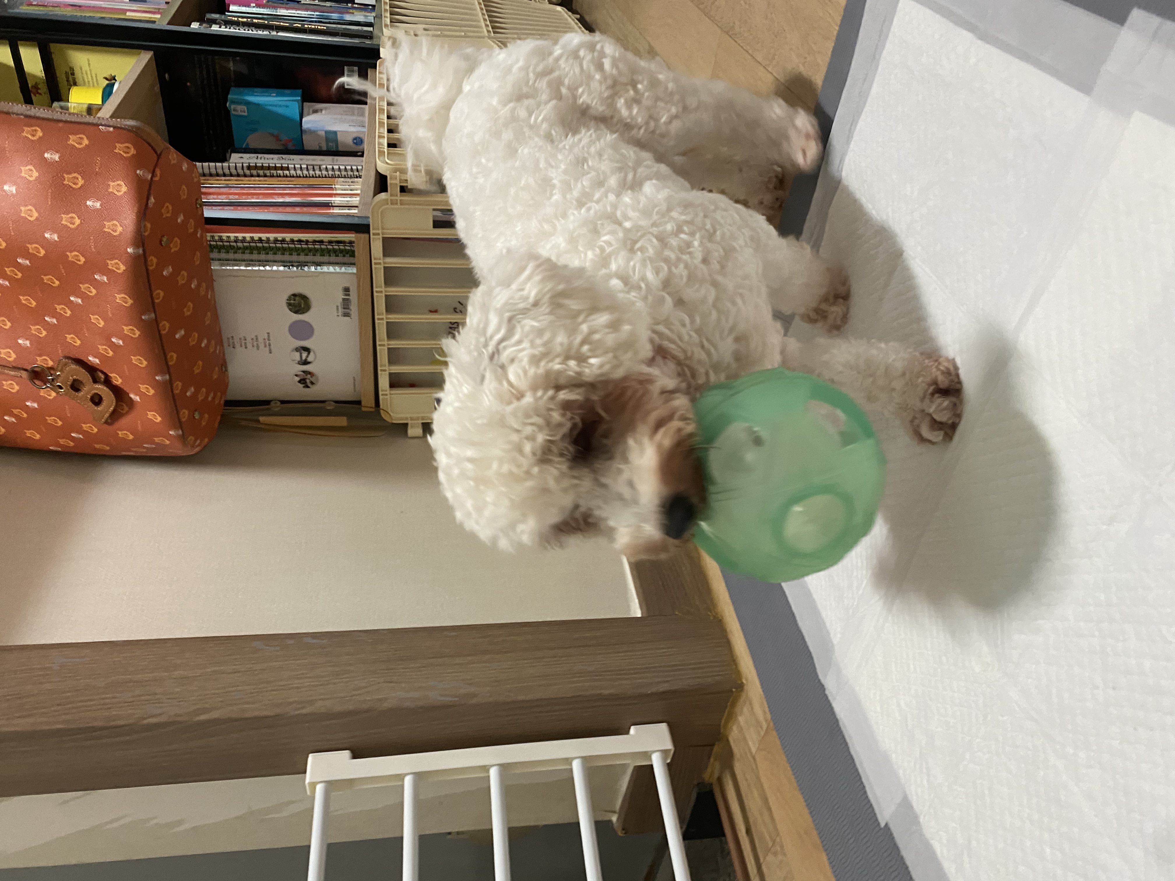 윤랑 입양(쟈스민) 3개월