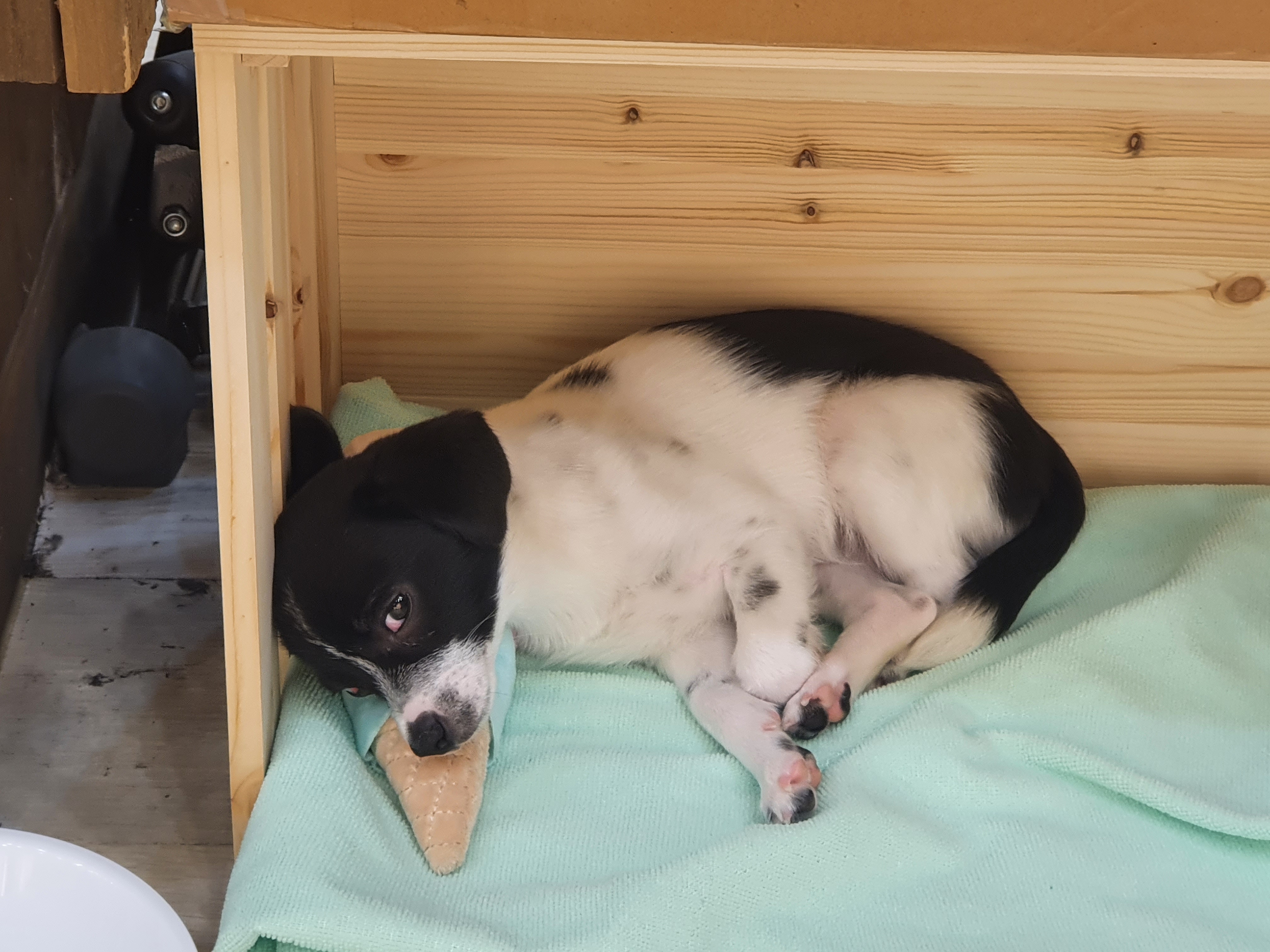 귀여워서 올리는 하니