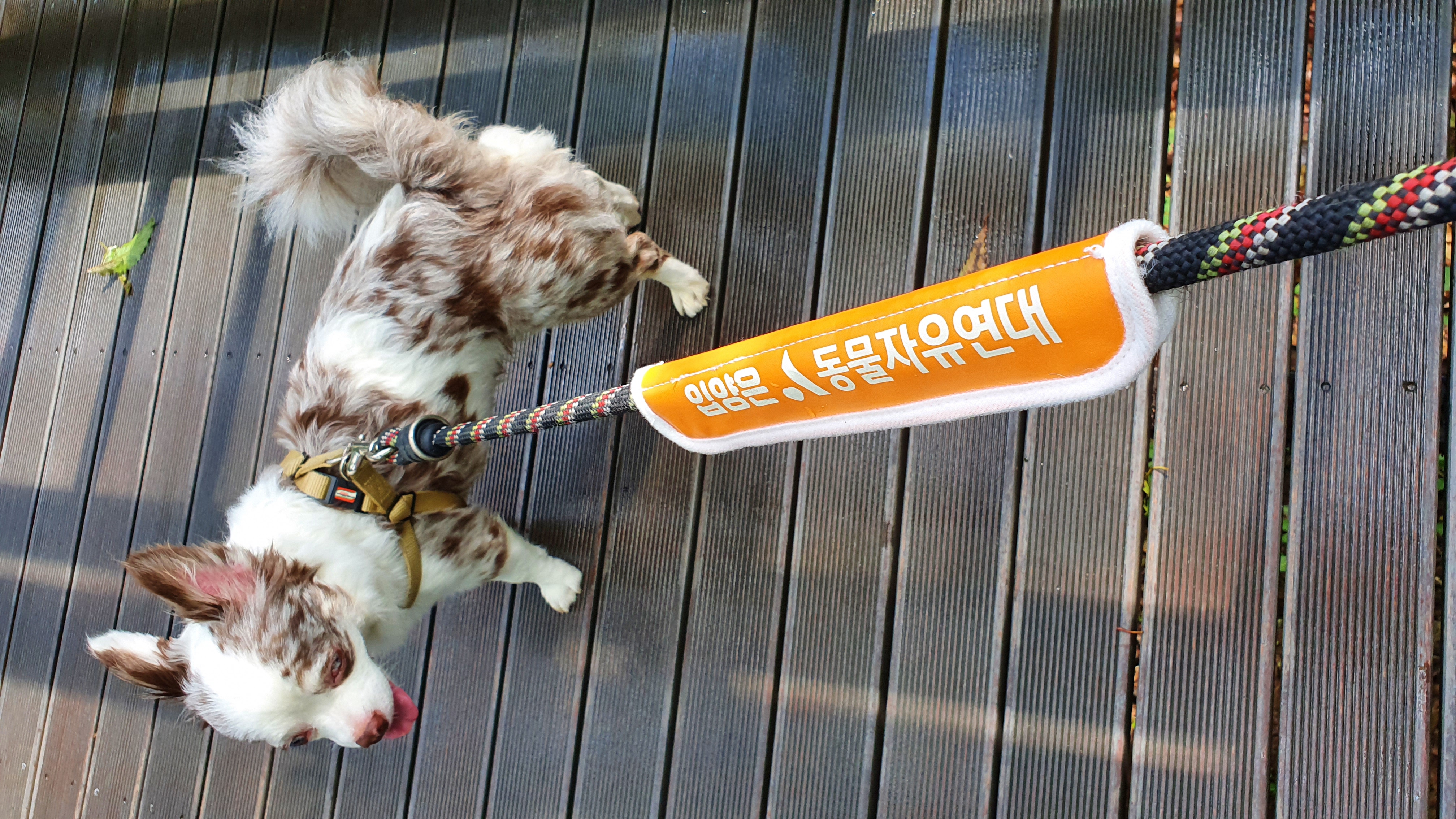 평택치와와 모지(탄이)^^