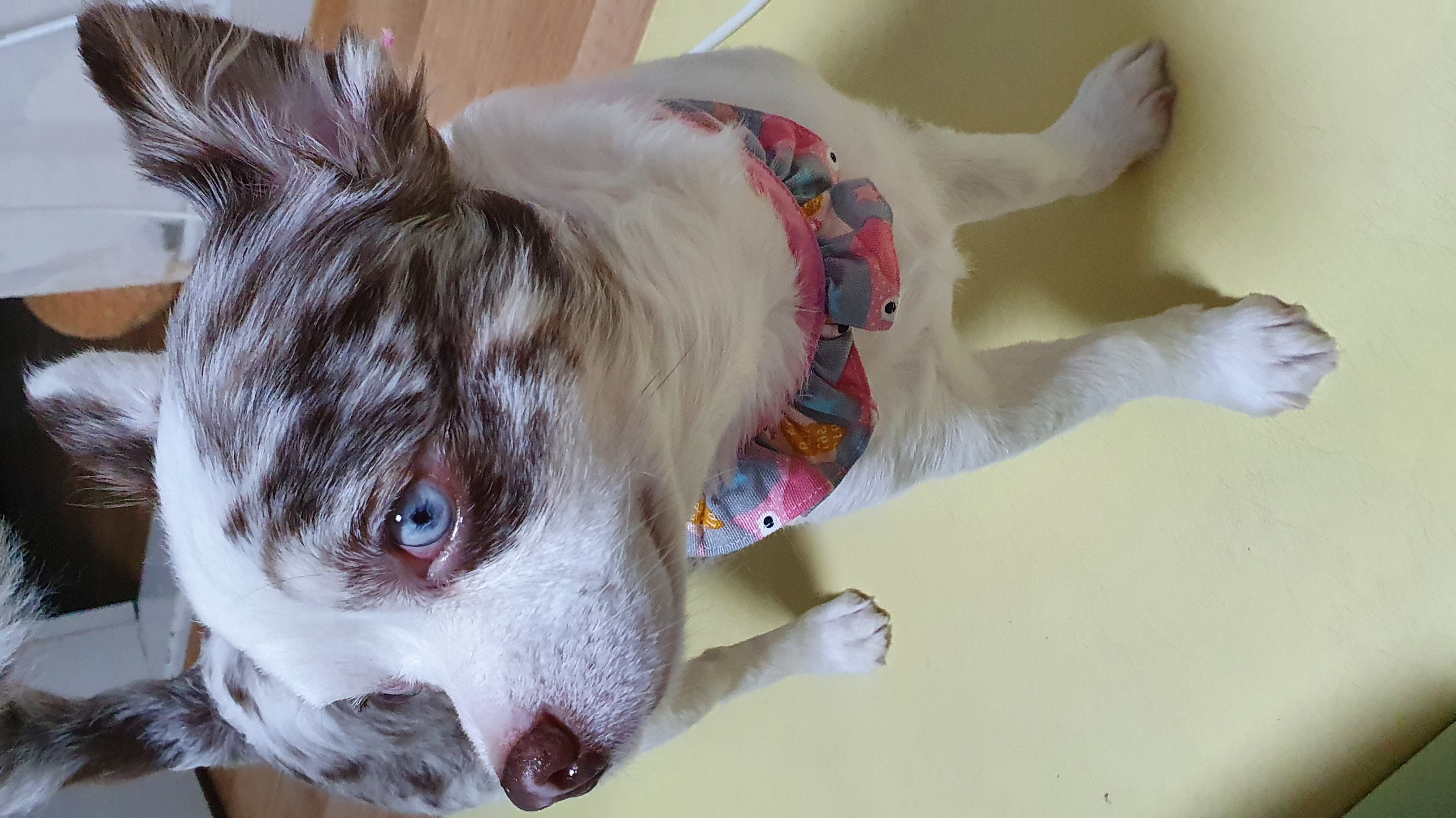 평택치와와 모지(탄이)^^