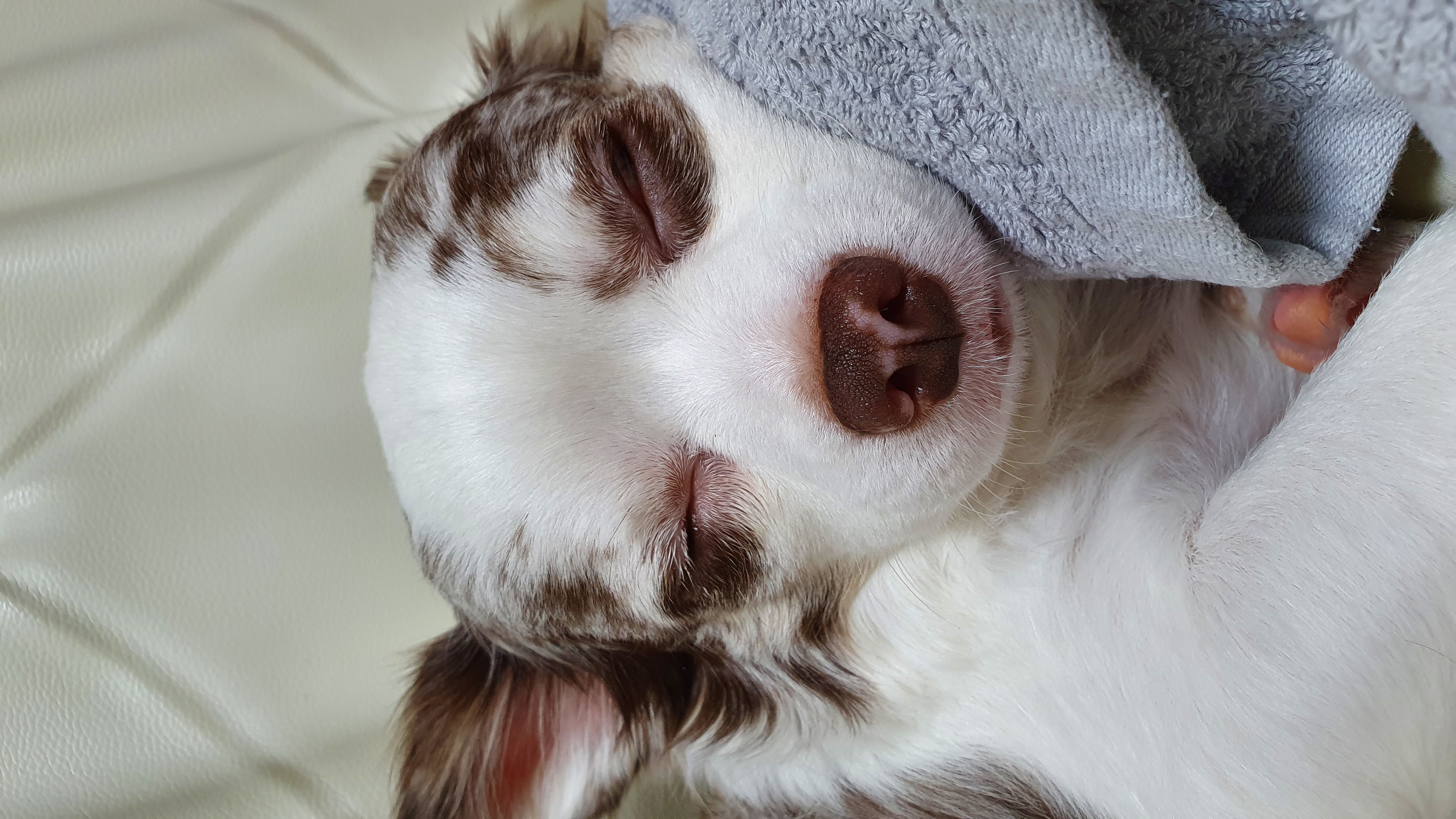 평택치와와 모지(탄이)^^