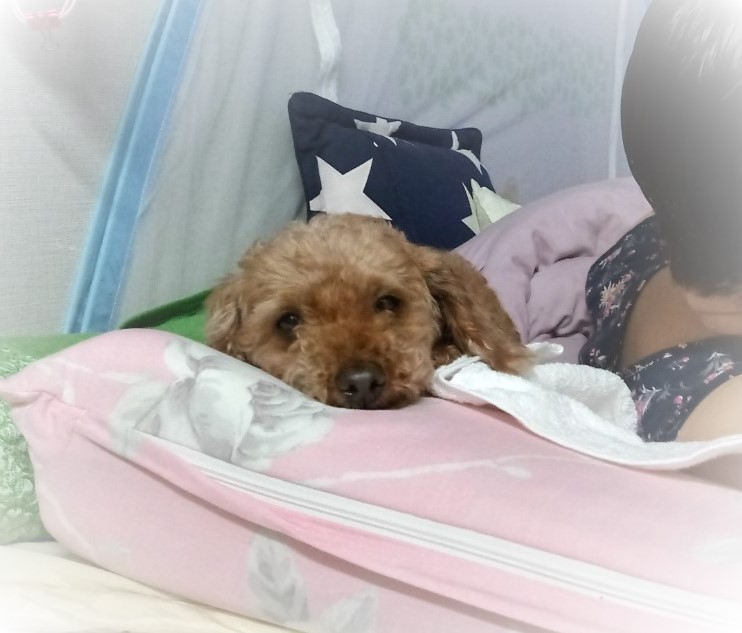 행복이(구 군밤이)의 한달..