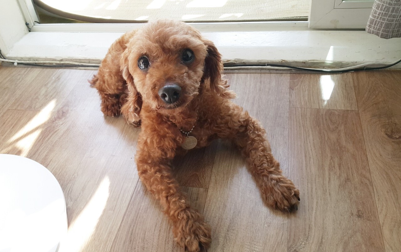 행복이(구 군밤이)의 한달..